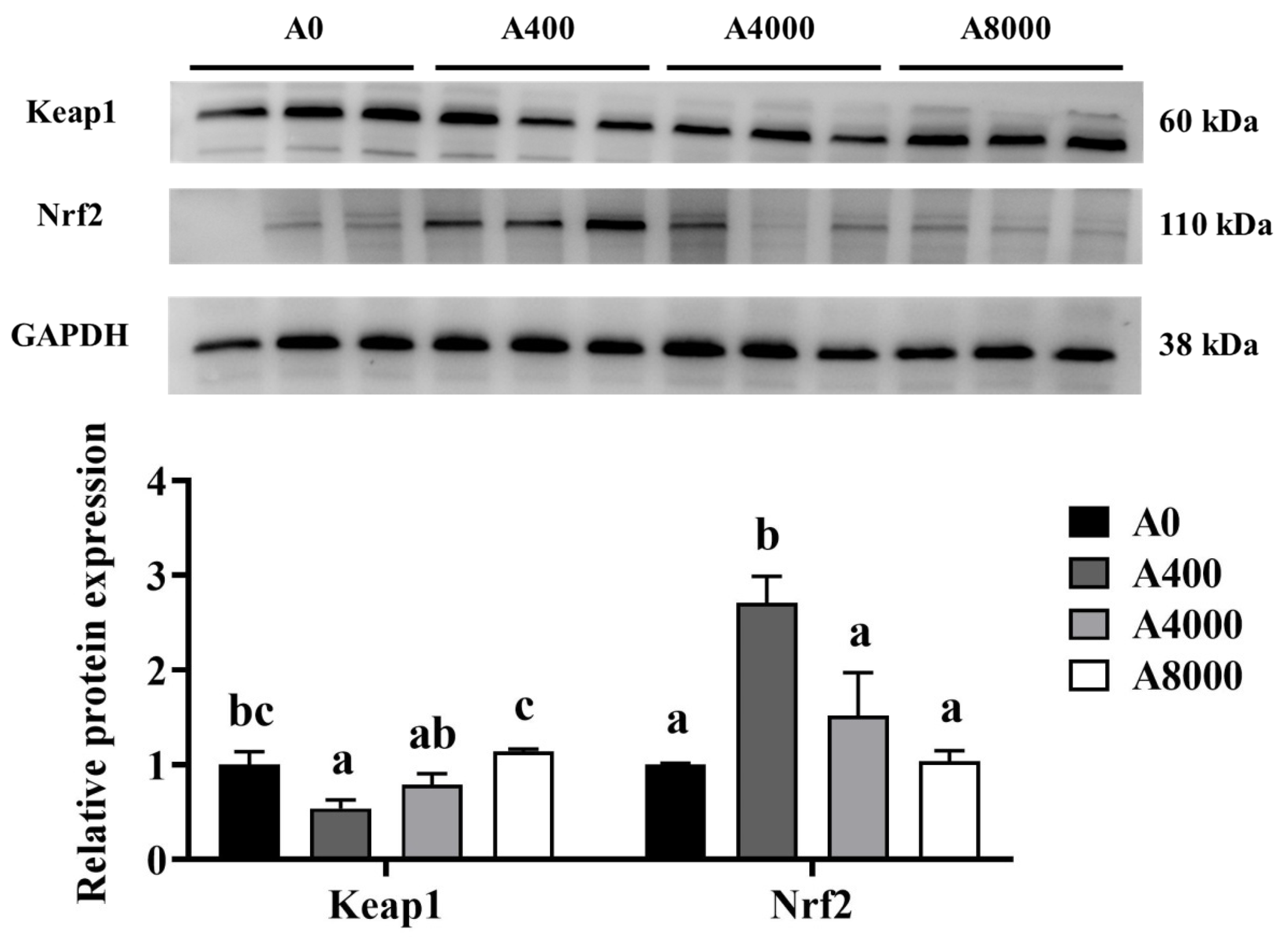 Antioxidants 11 01581 g002
