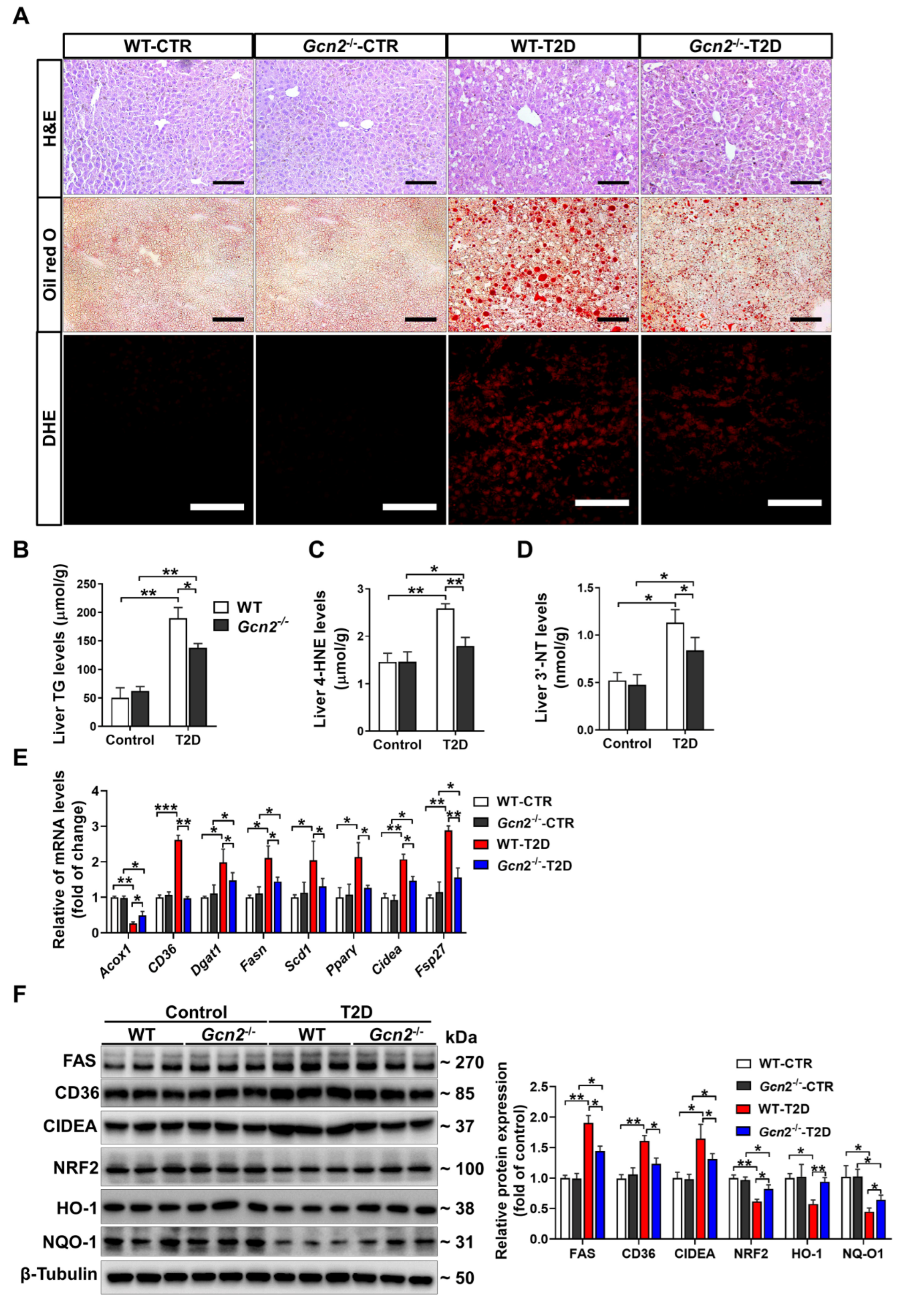 Antioxidants 11 01584 g002 Antioxidants 11 01584 g002