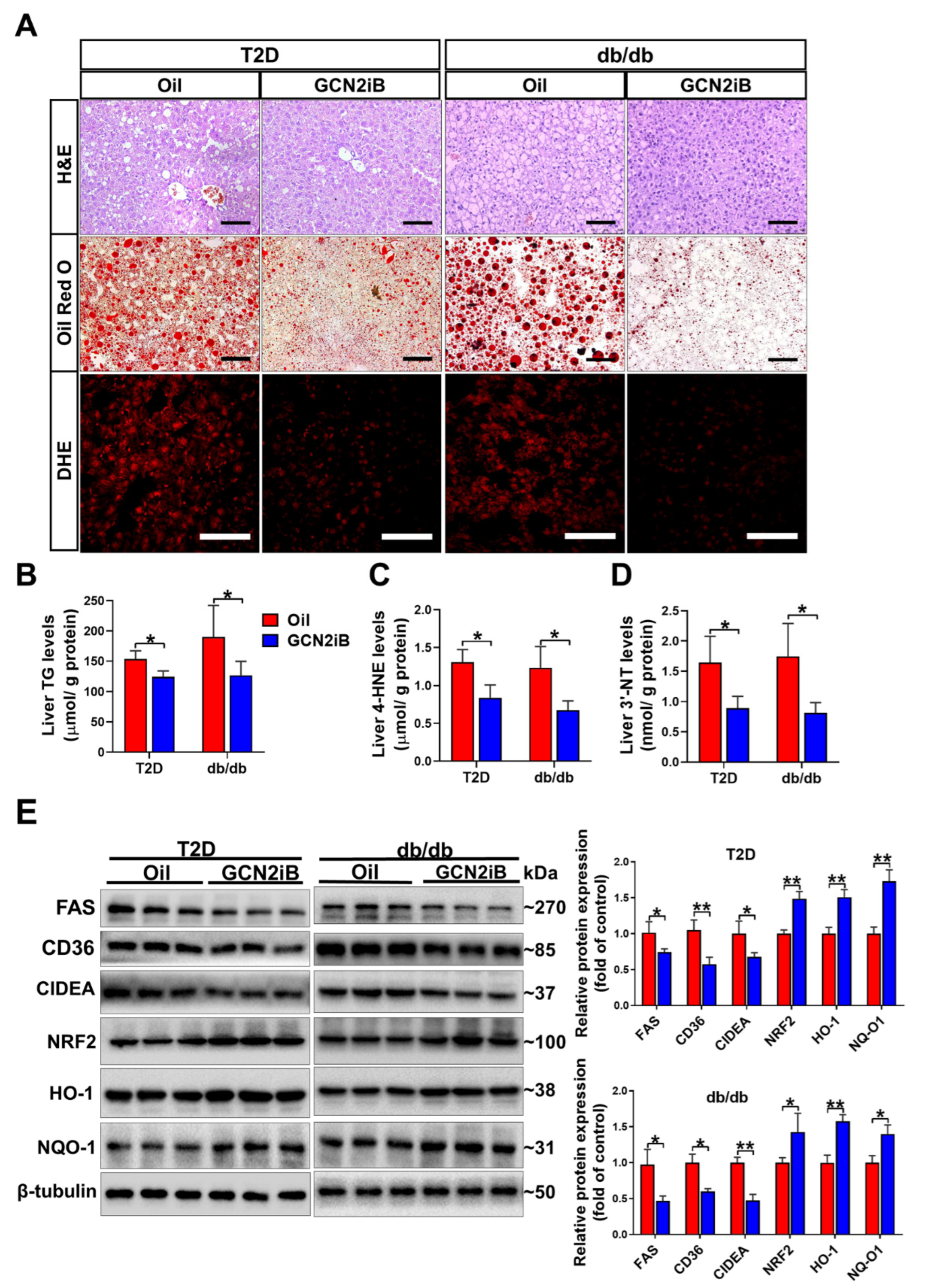 Antioxidants 11 01584 g004 Antioxidants 11 01584 g004