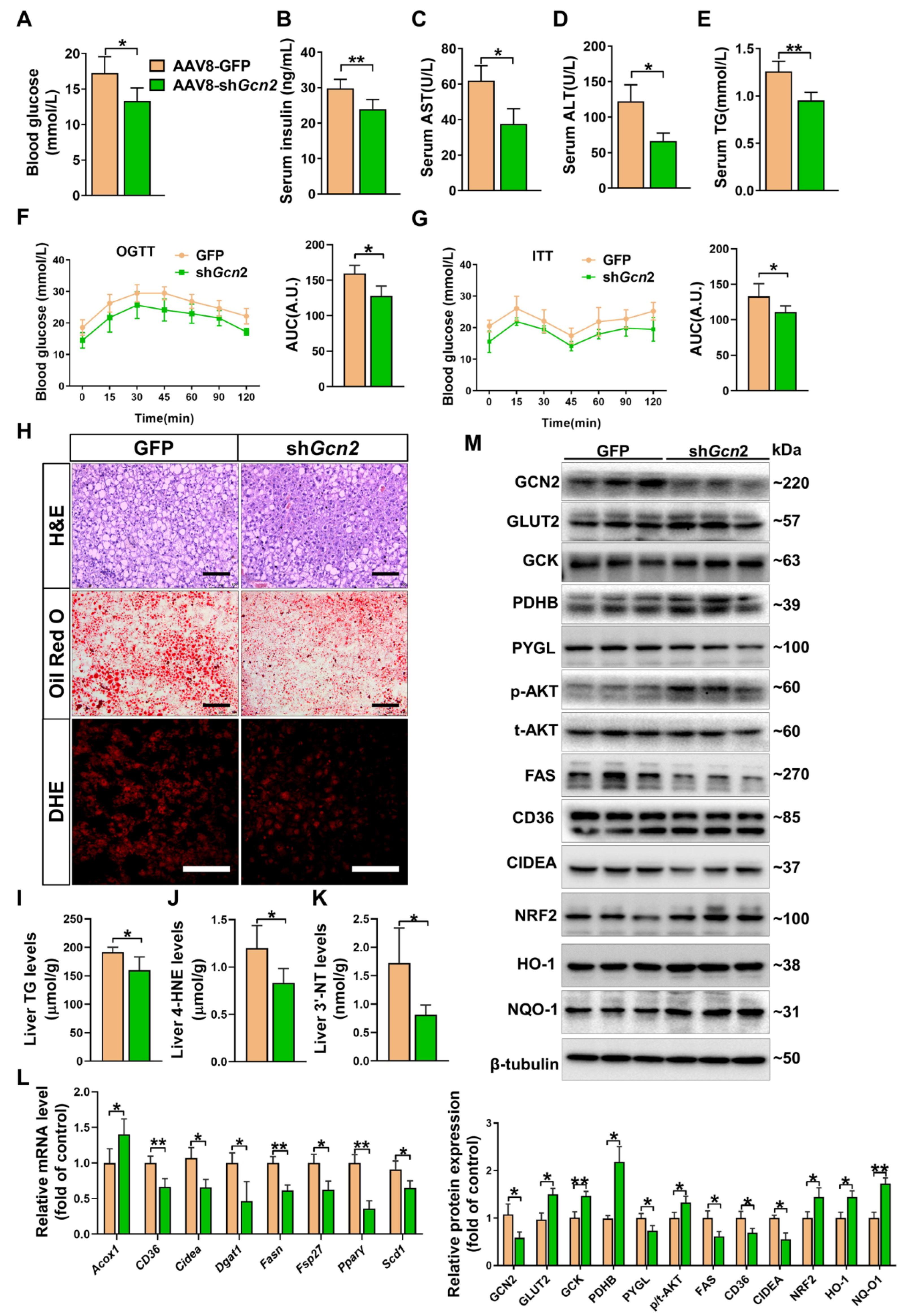 Antioxidants 11 01584 g005 Antioxidants 11 01584 g005