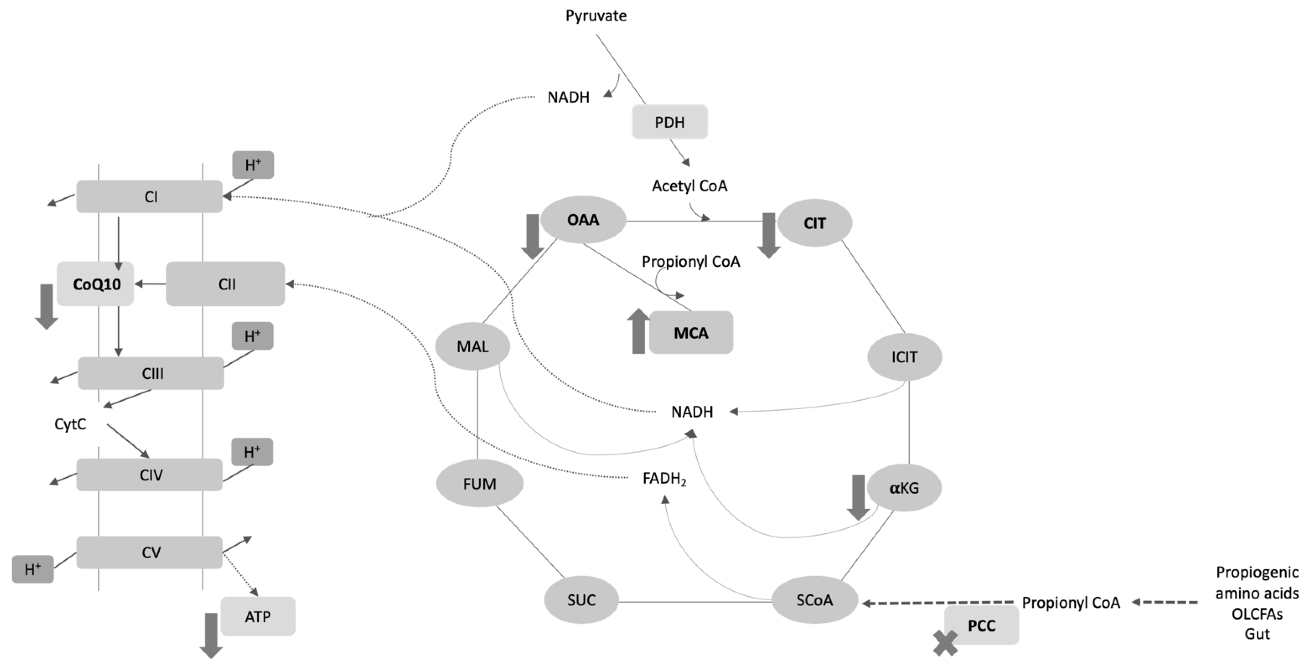 Antioxidants 11 01588 g001