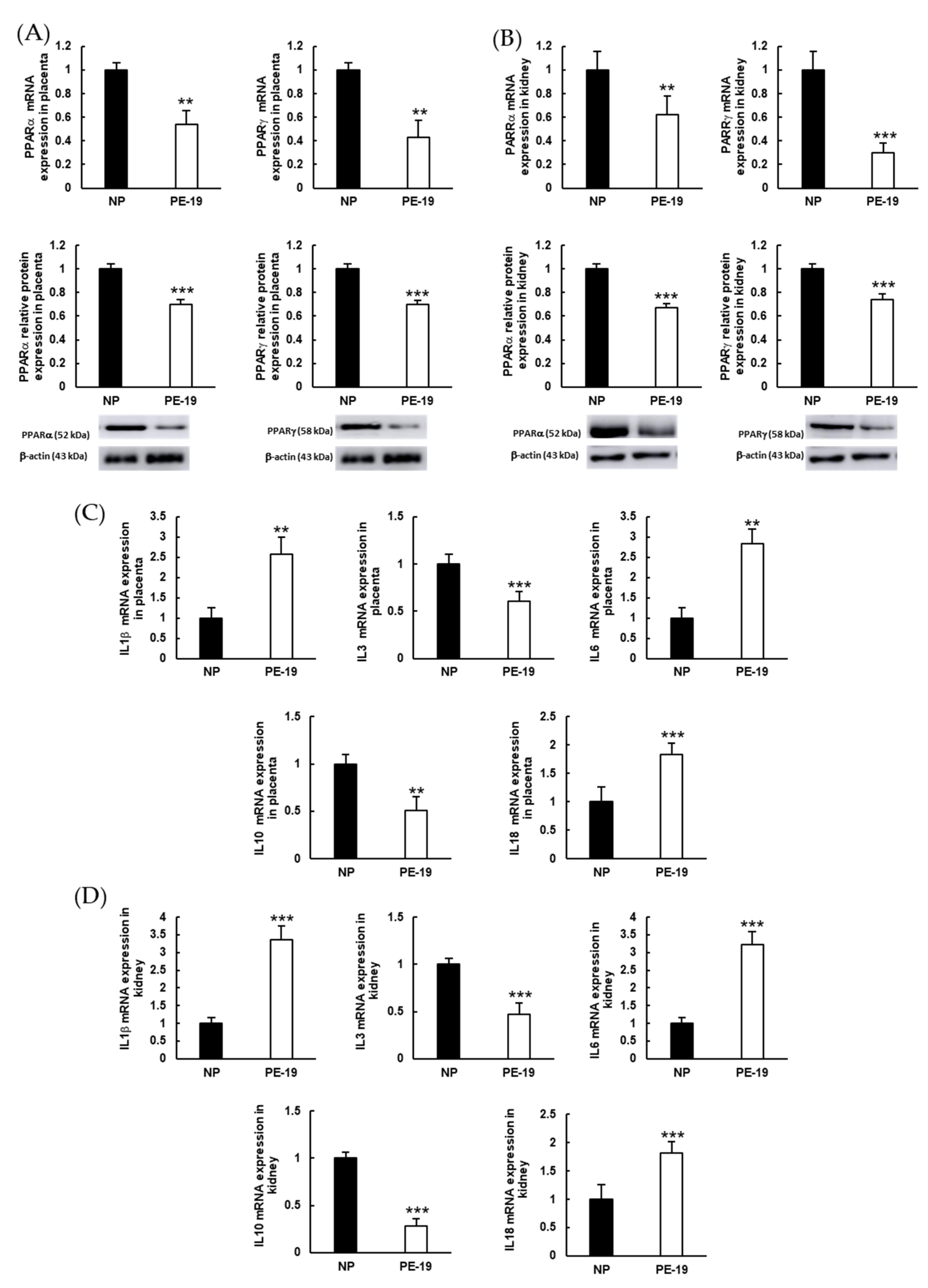 Antioxidants 11 01608 g008