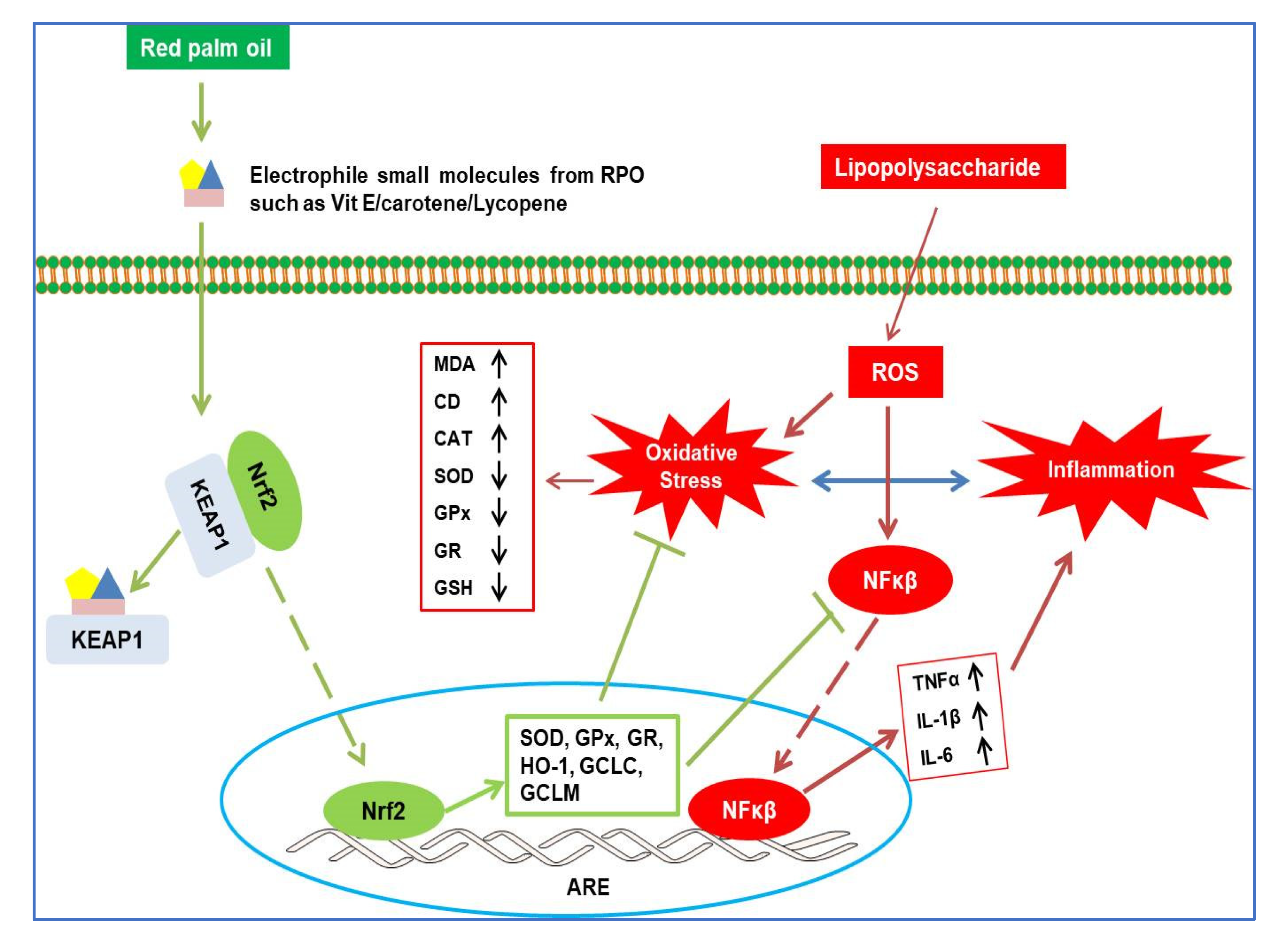Antioxidants 11 01629 g007