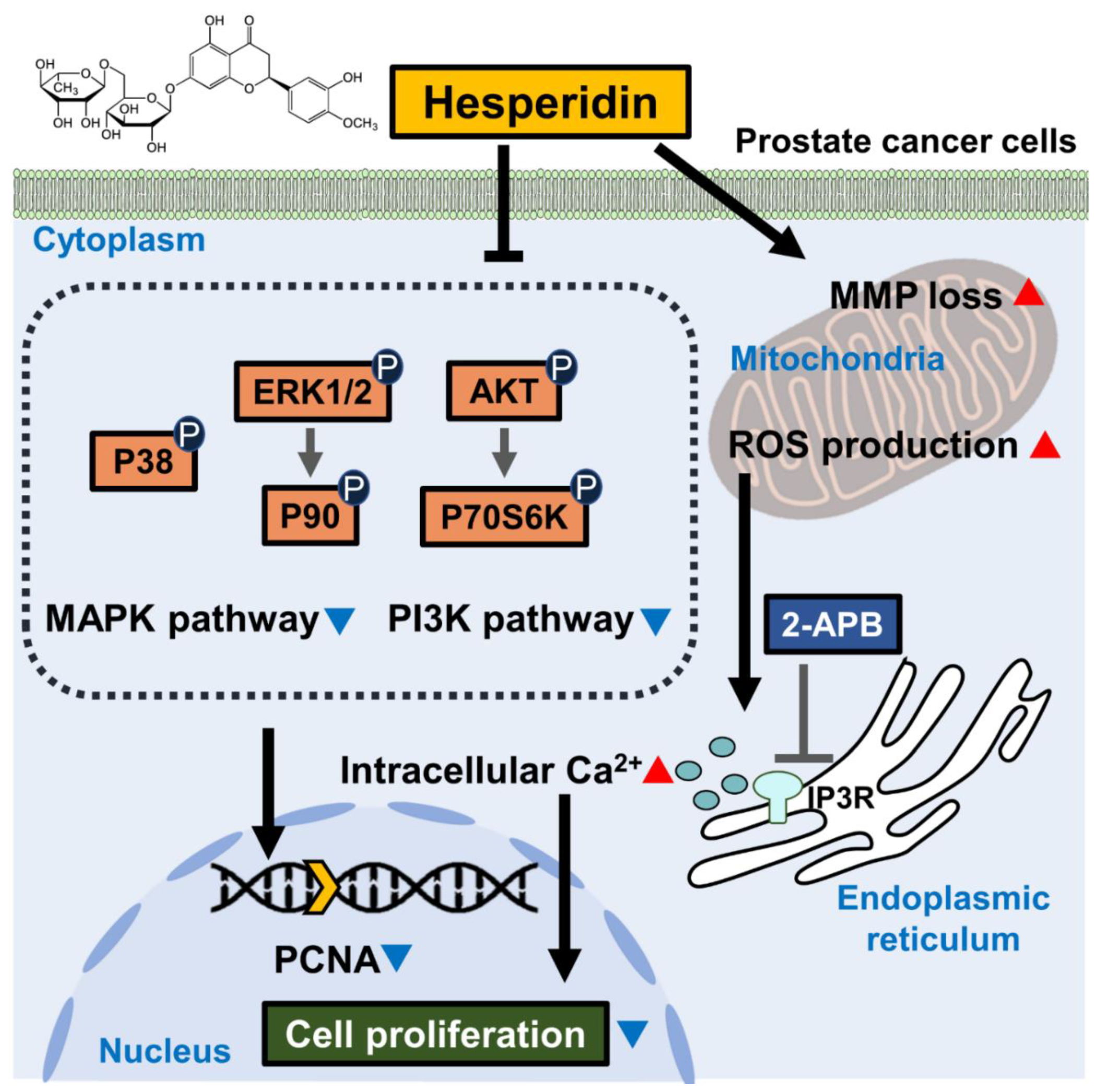 Antioxidants 11 01633 g009 Antioxidants 11 01633 g009
