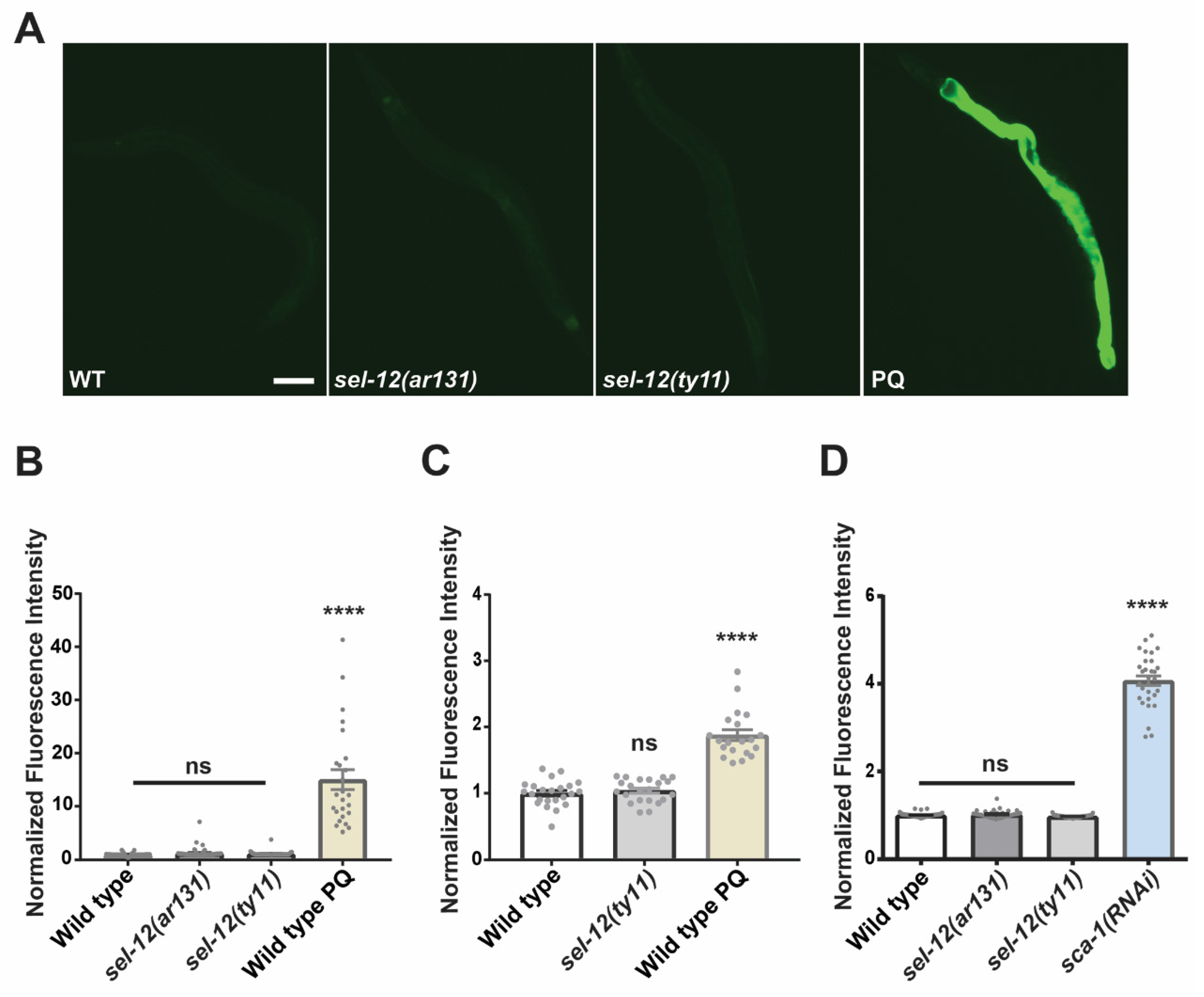 Antioxidants 11 01642 g002 550