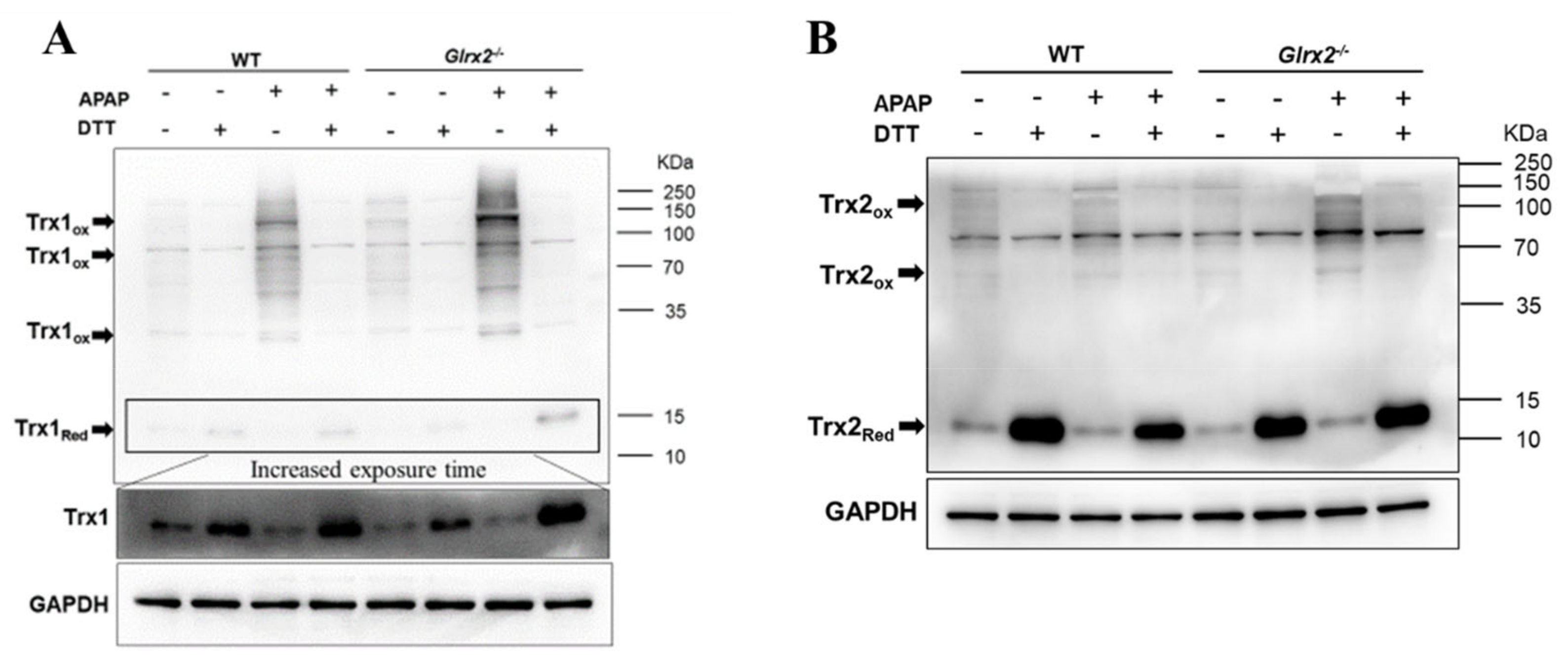 Antioxidants 11 01643 g004 550