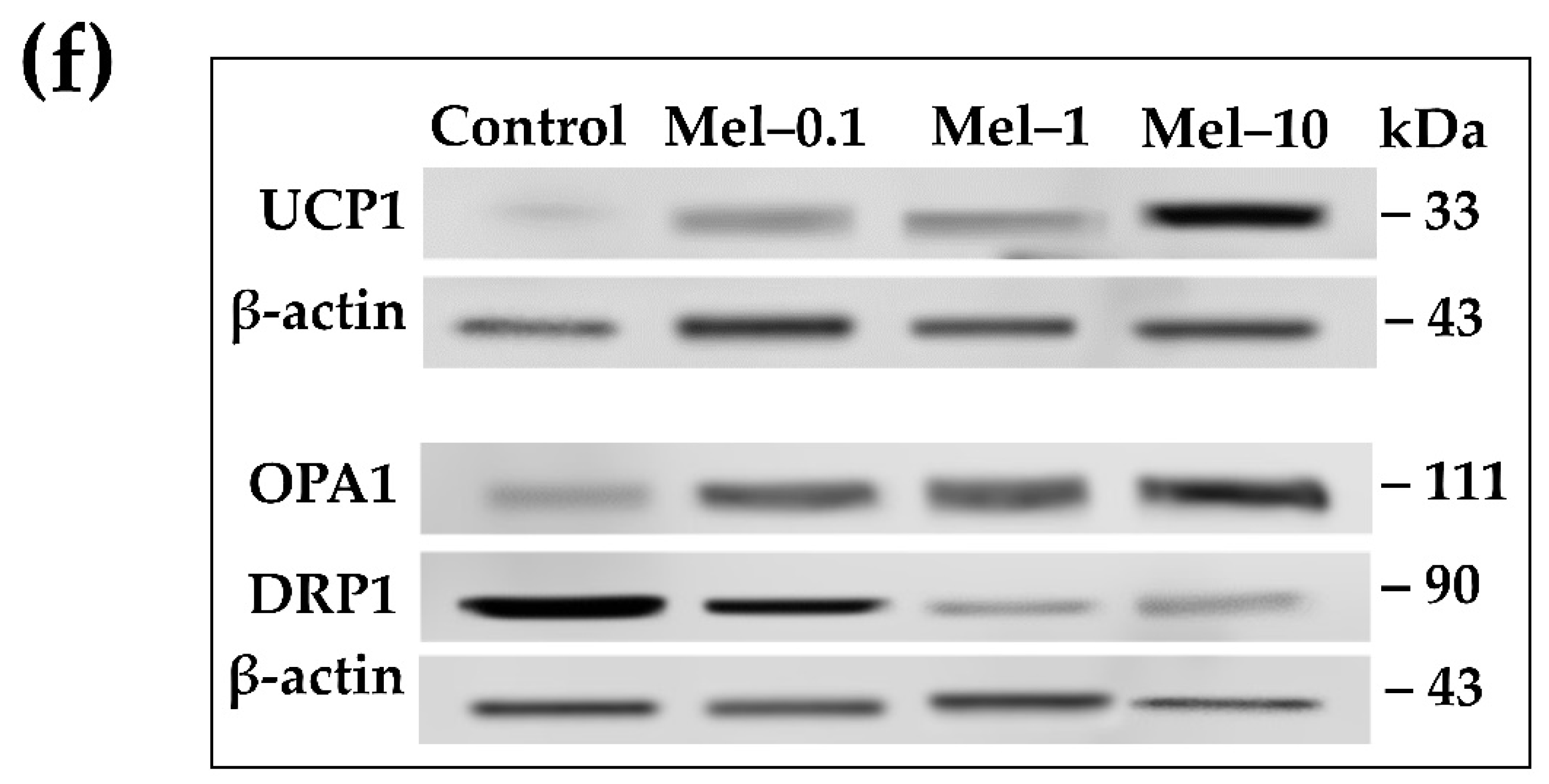 immunoblotting vs western blot immunoblotting vs western blot
