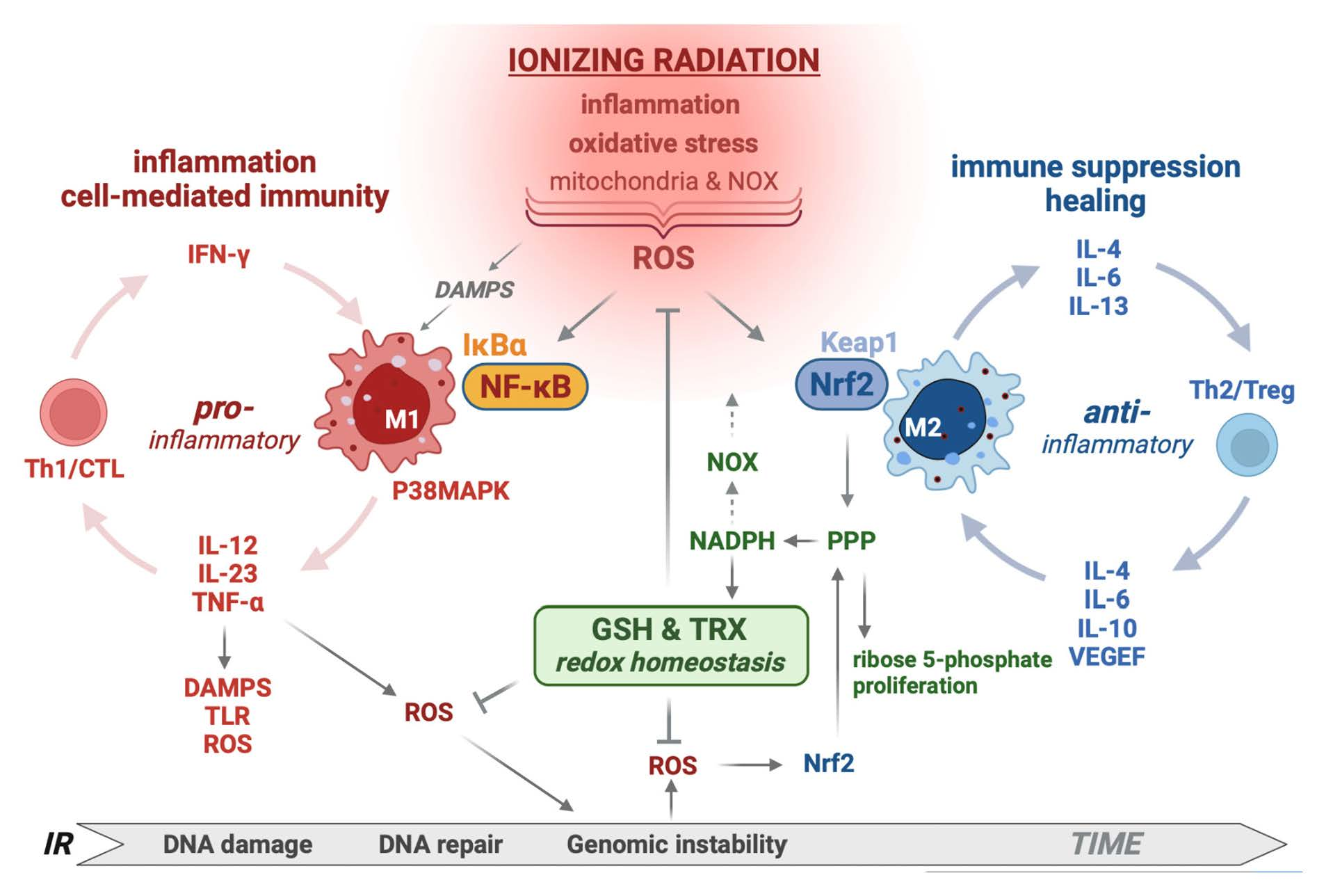 Antioxidants Free FullText NRF2 Mediates Cellular Resistance to