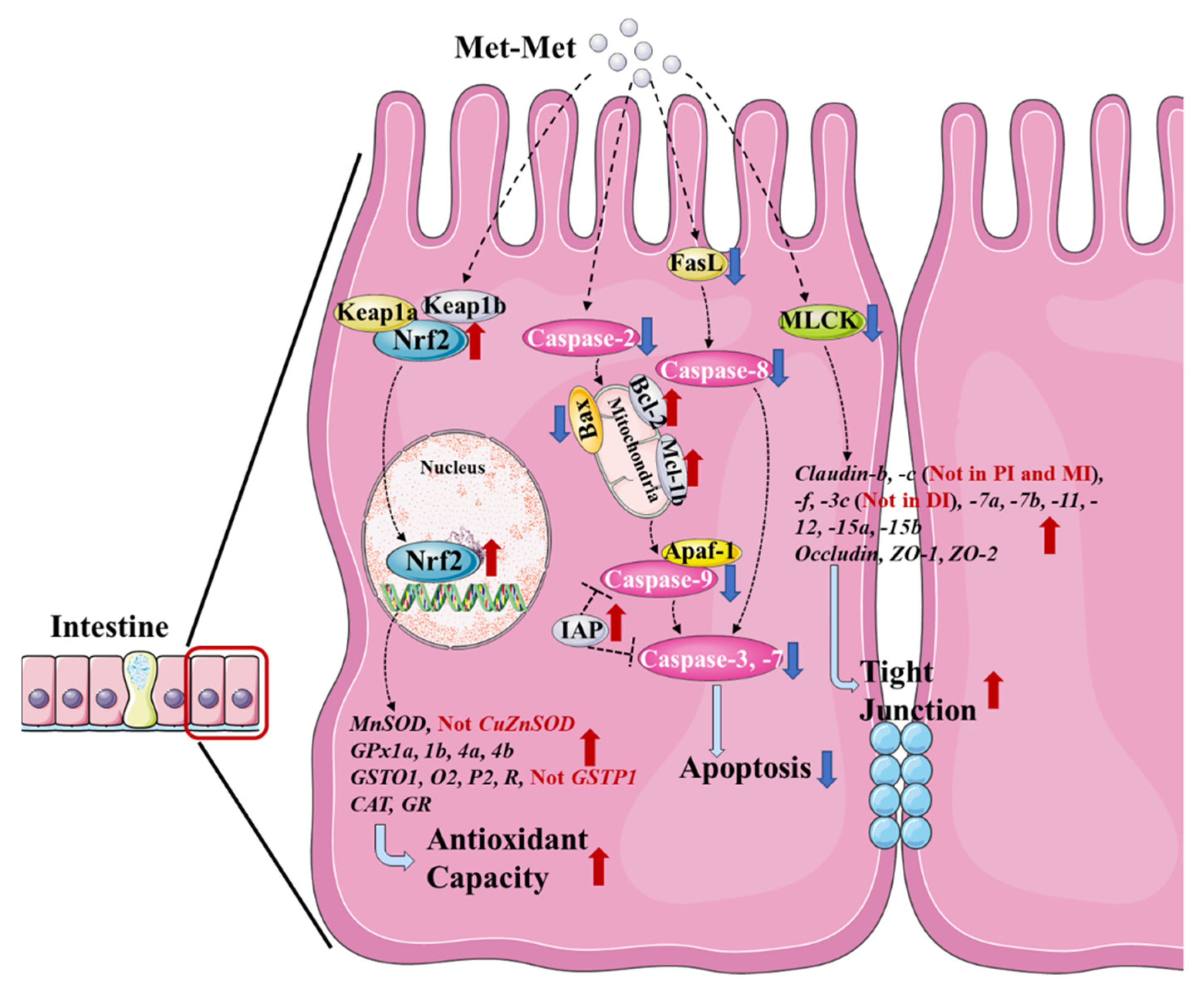 Antioxidants 11 01652 g005 550
