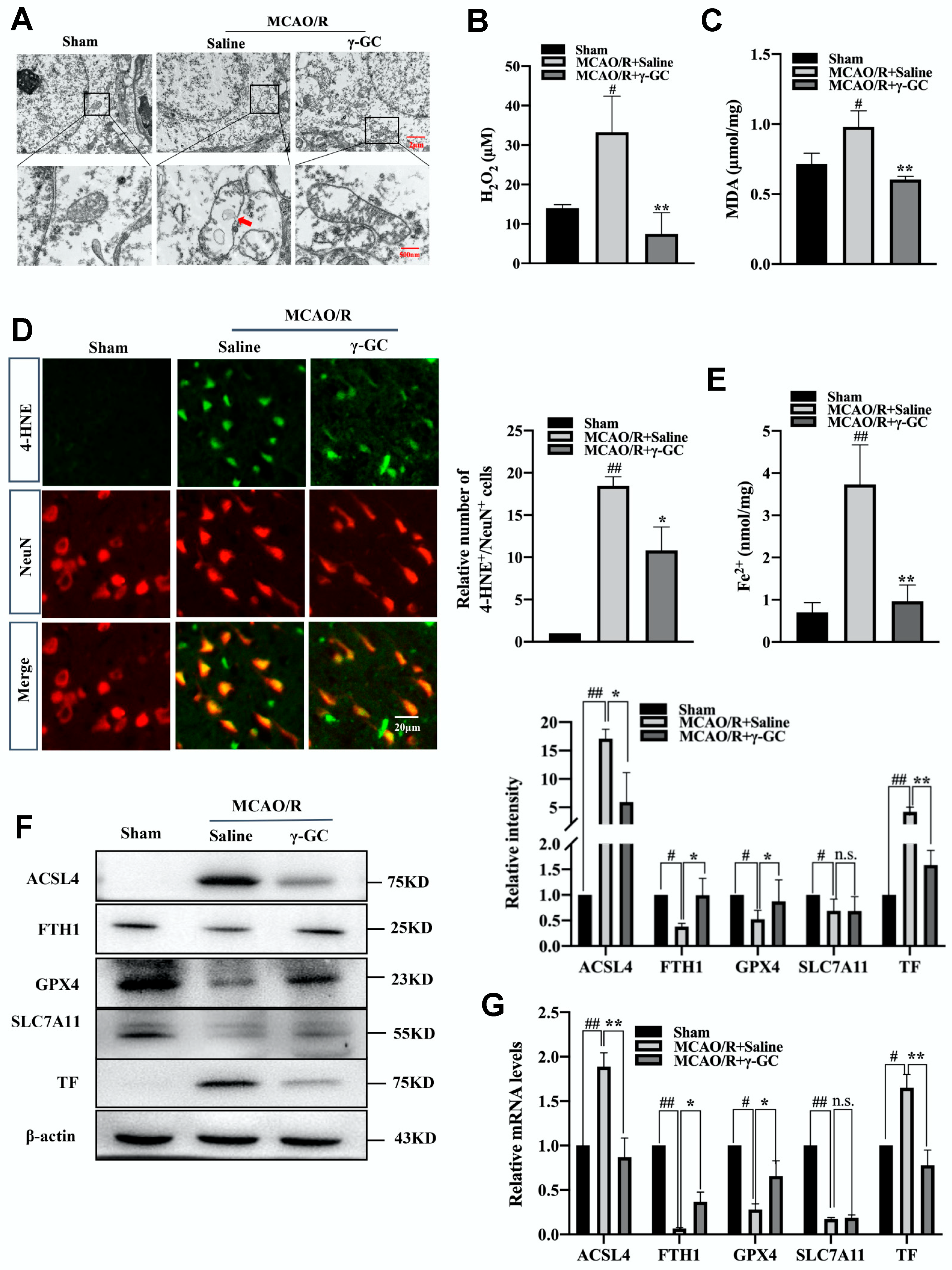 Antioxidants 11 01653 g002