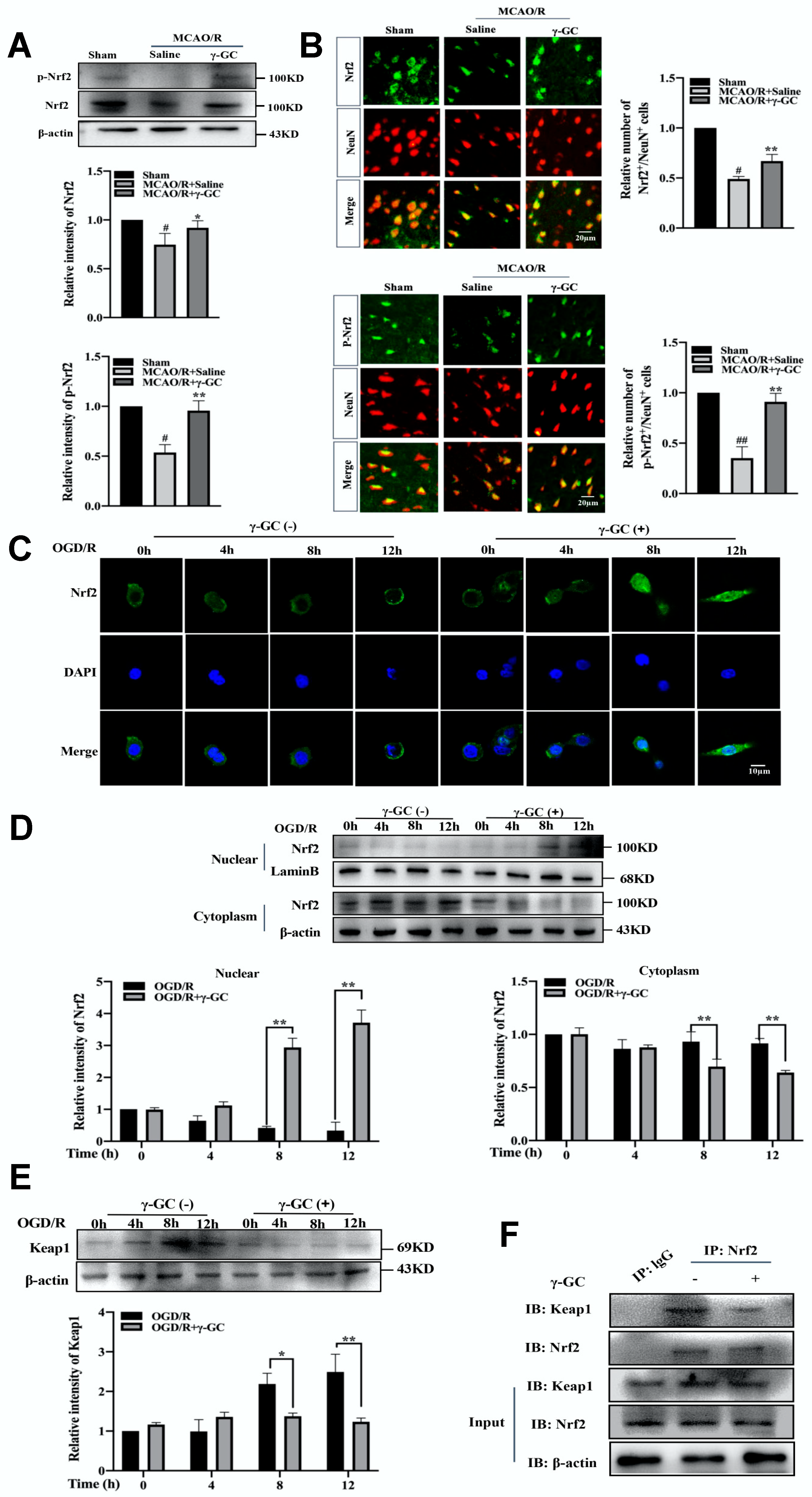 Antioxidants 11 01653 g005