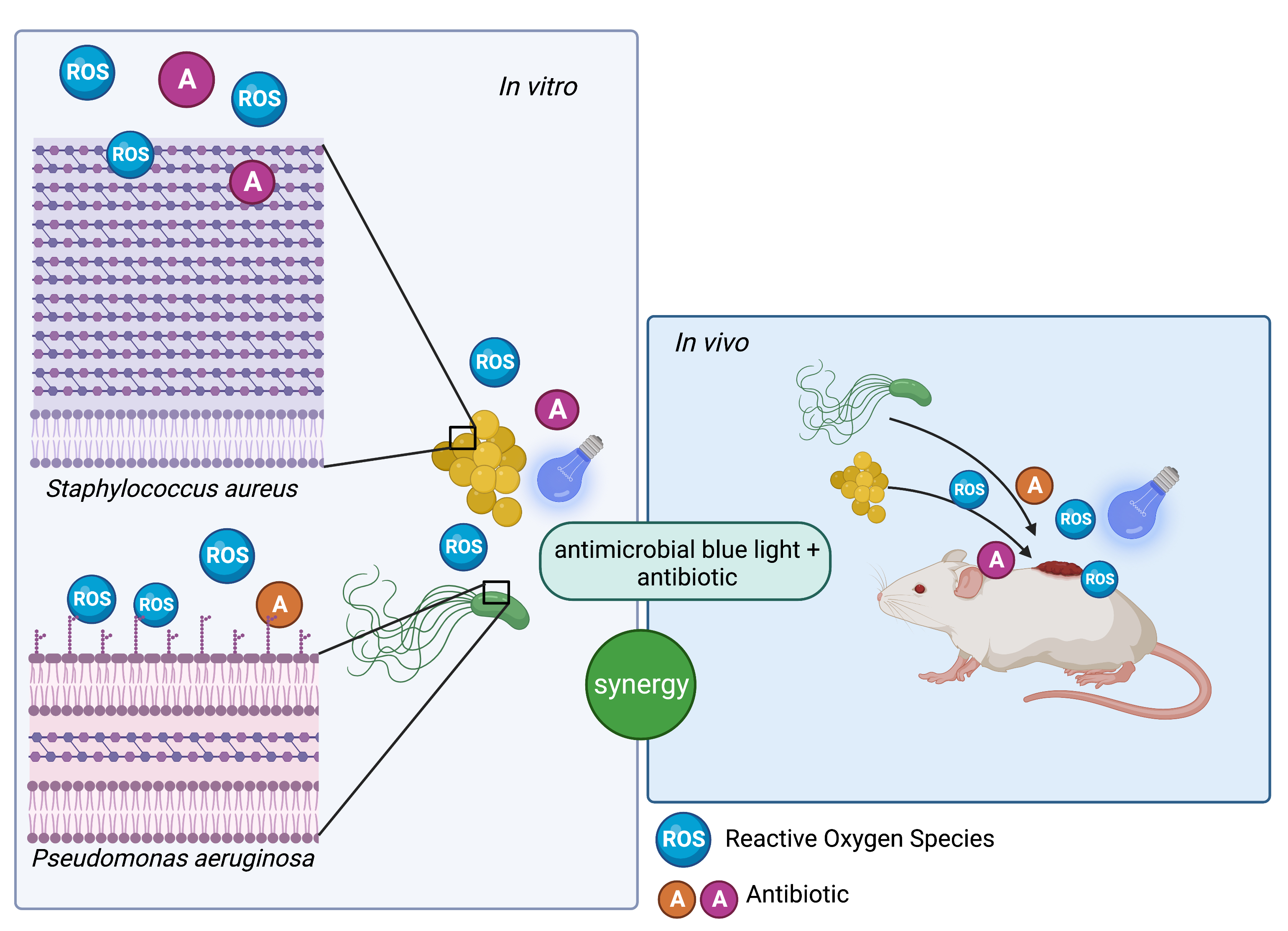 Antioxidants Free FullText Combined Antimicrobial Blue Light and