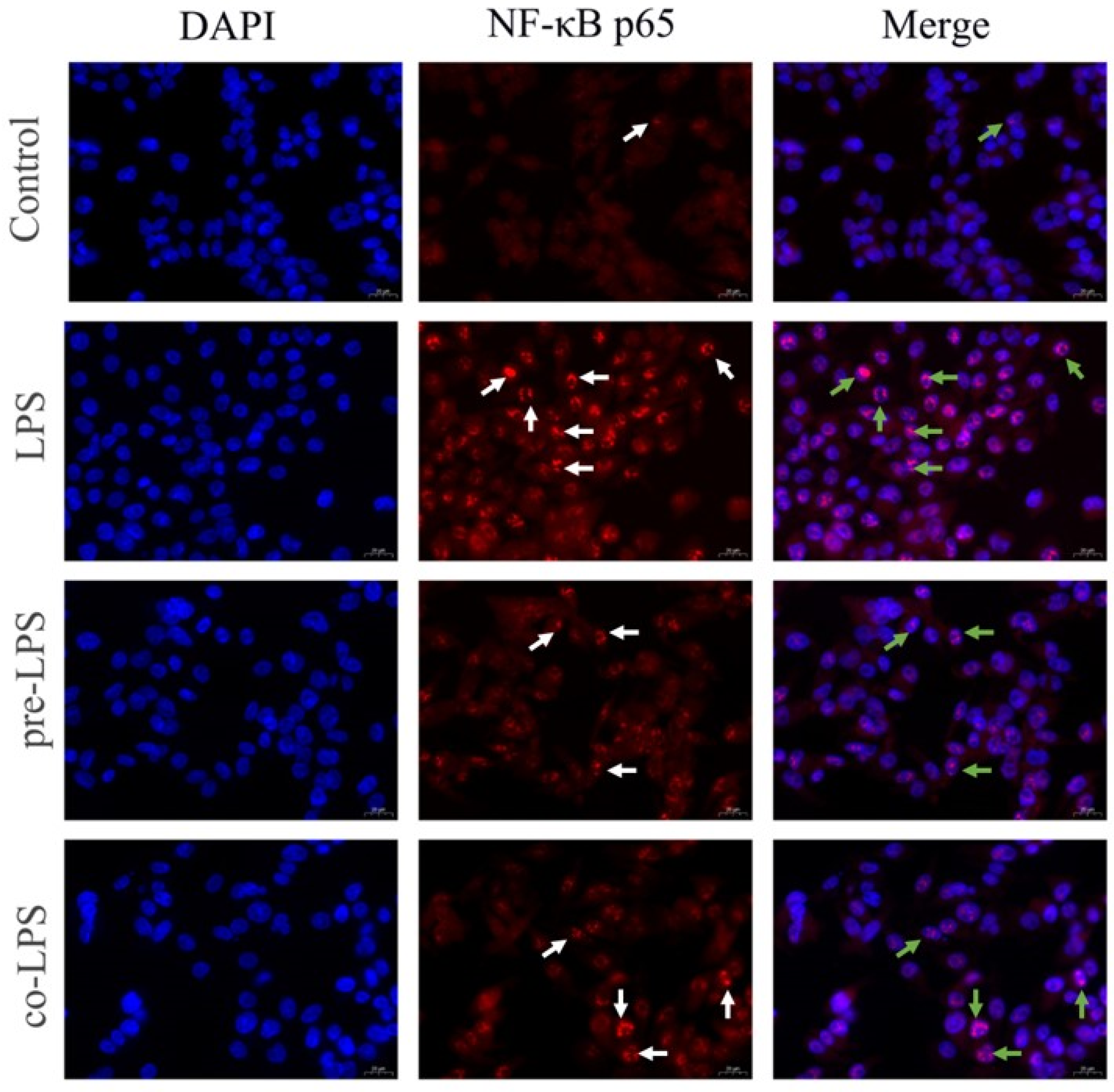 Antioxidants 11 01662 g007