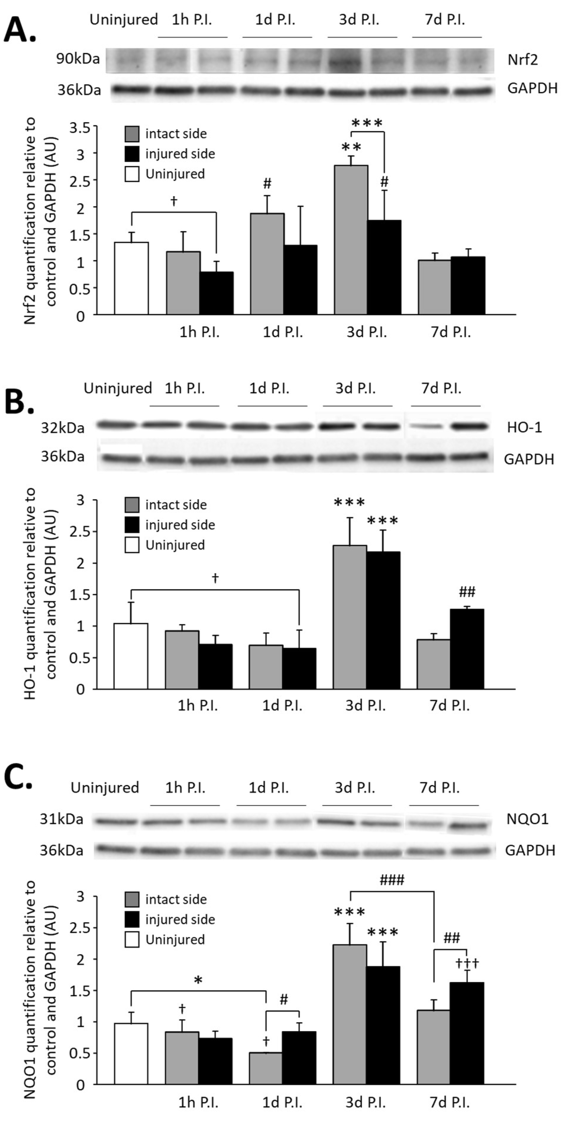 Antioxidants 11 01665 g007