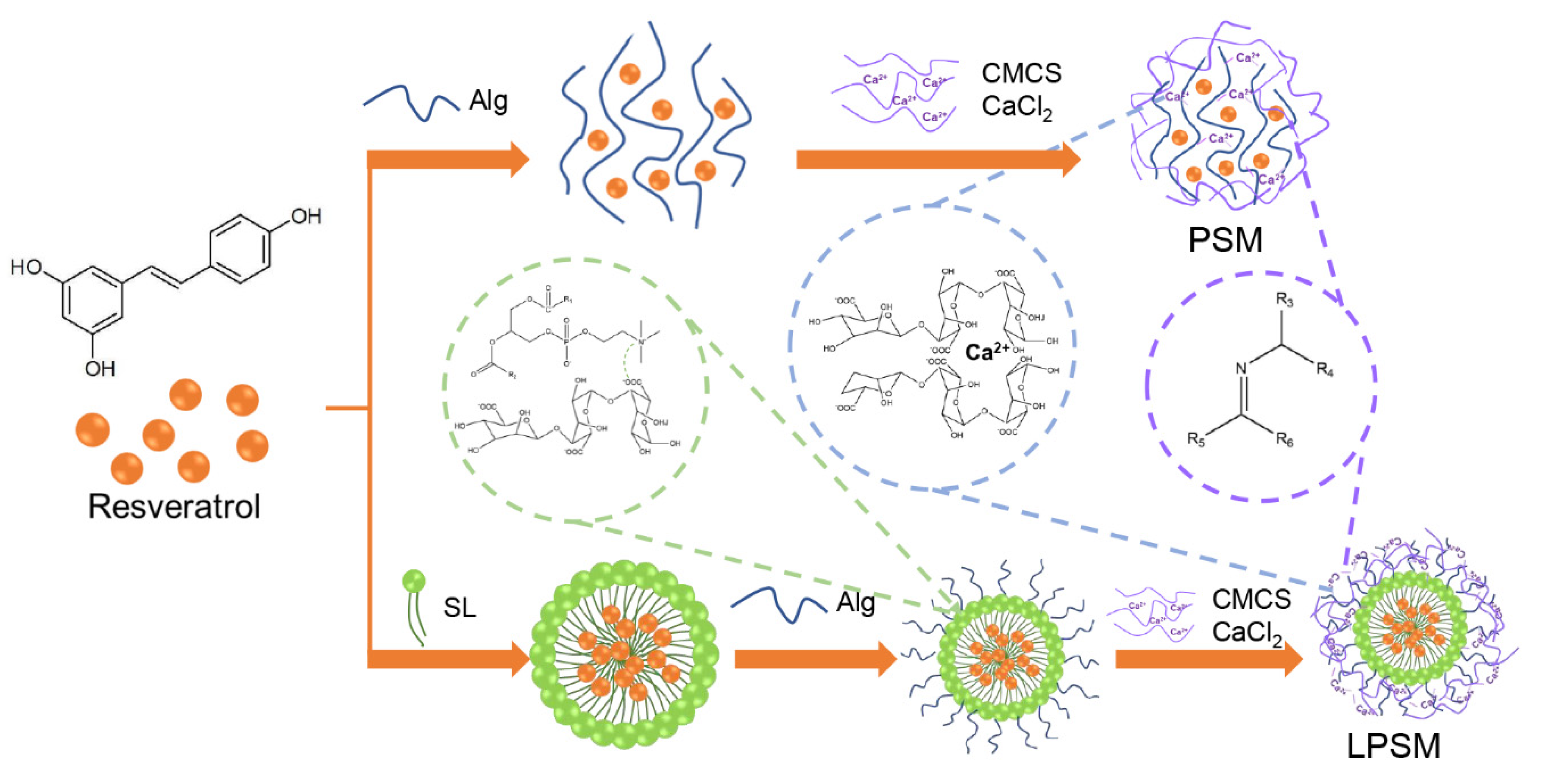 Antioxidants Free FullText LecithinPolysaccharide SelfAssembled