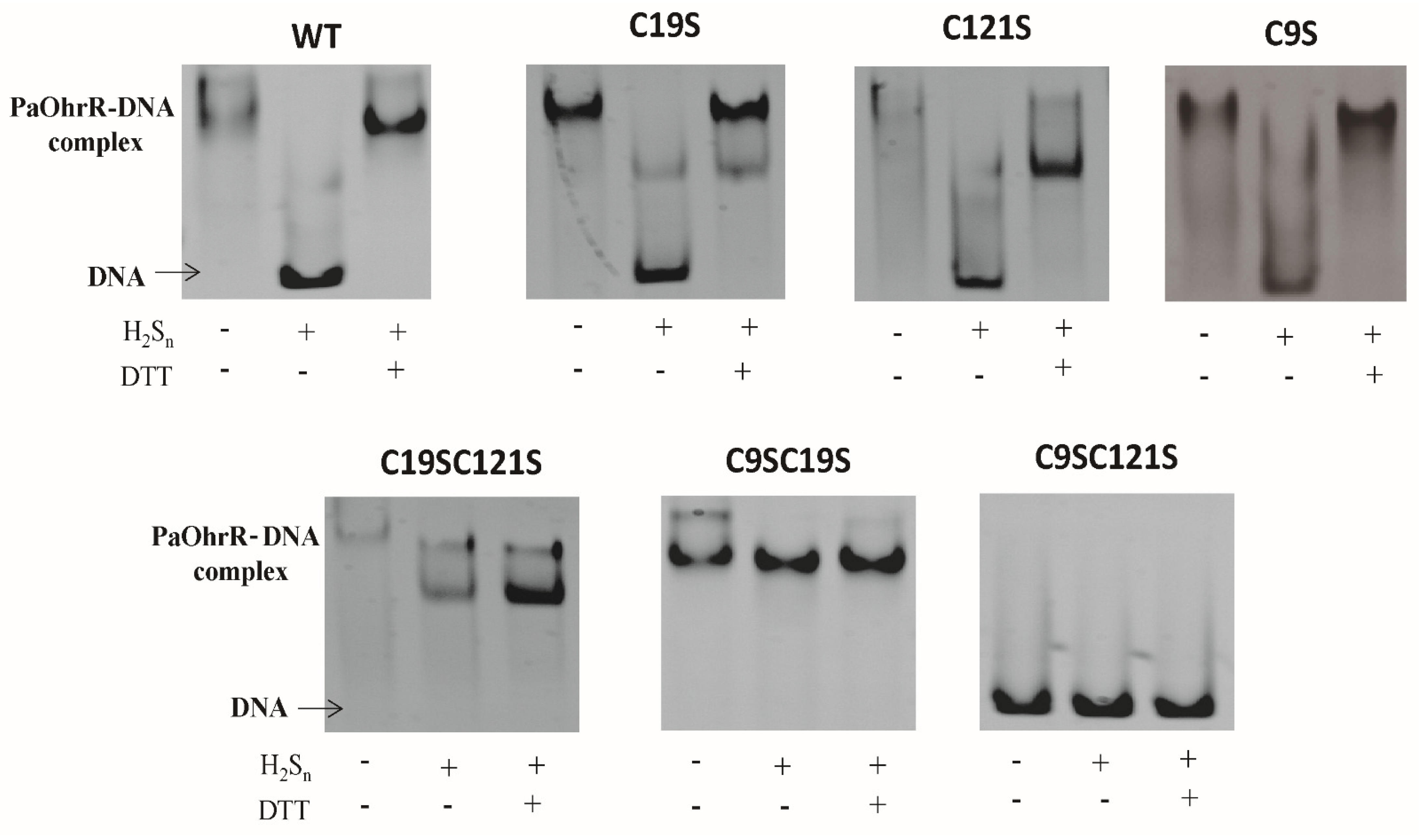 Antioxidants 11 01667 g002
