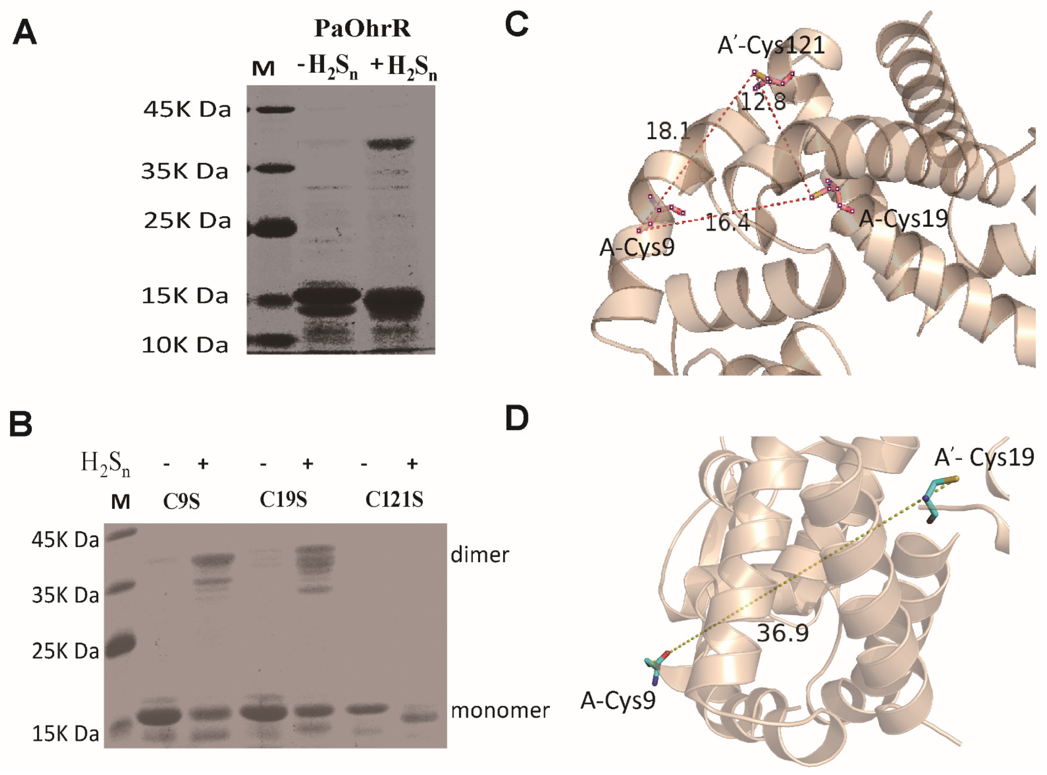 Antioxidants 11 01667 g003