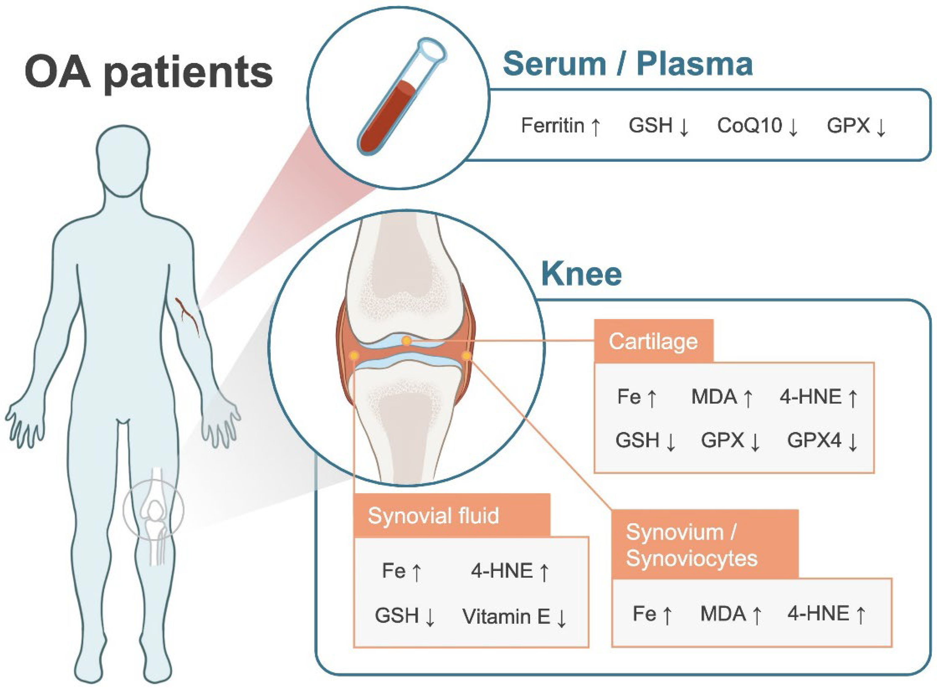 Antioxidants 11 01668 g001 Antioxidants 11 01668 g001