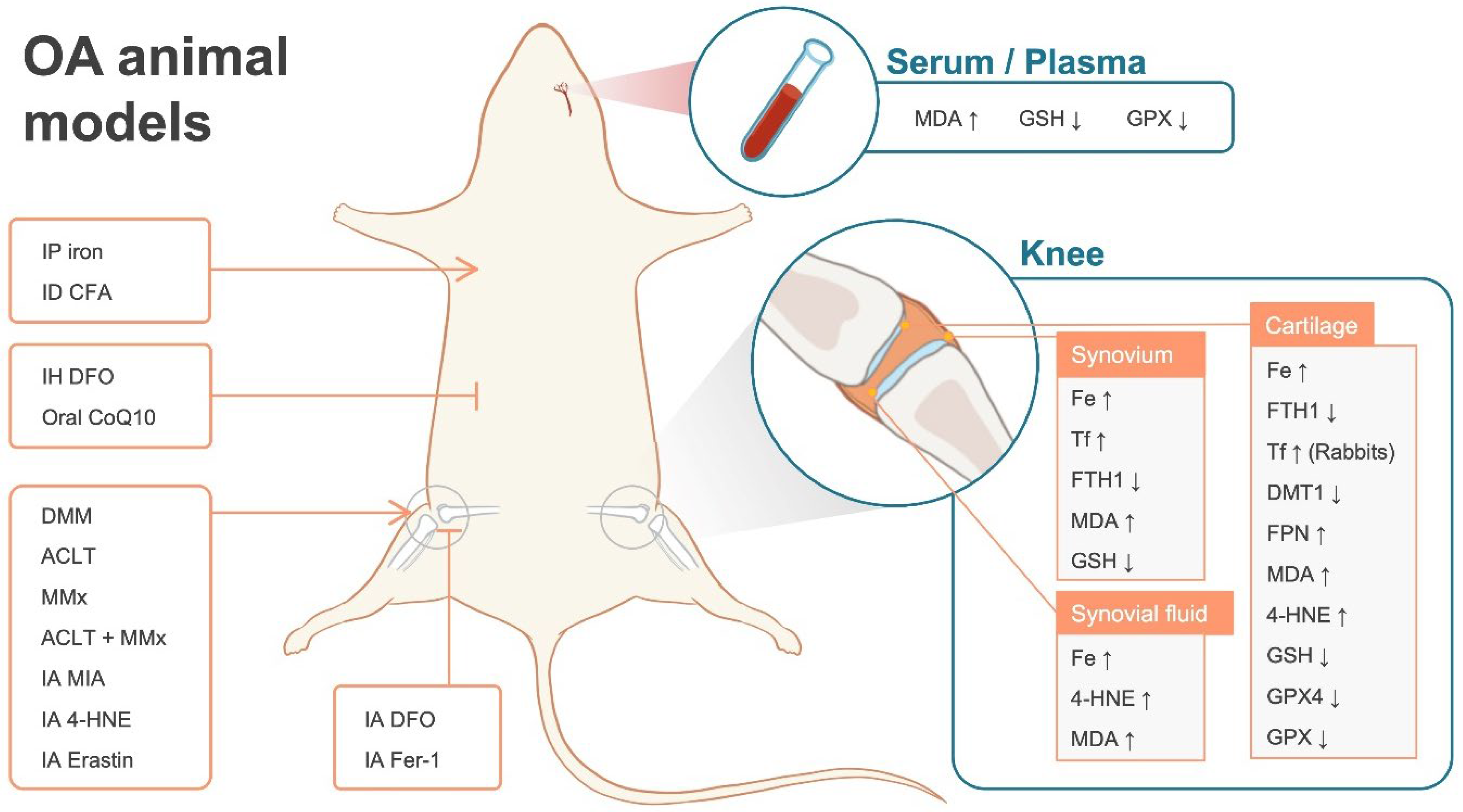 Antioxidants Free FullText The Role Played by Ferroptosis in