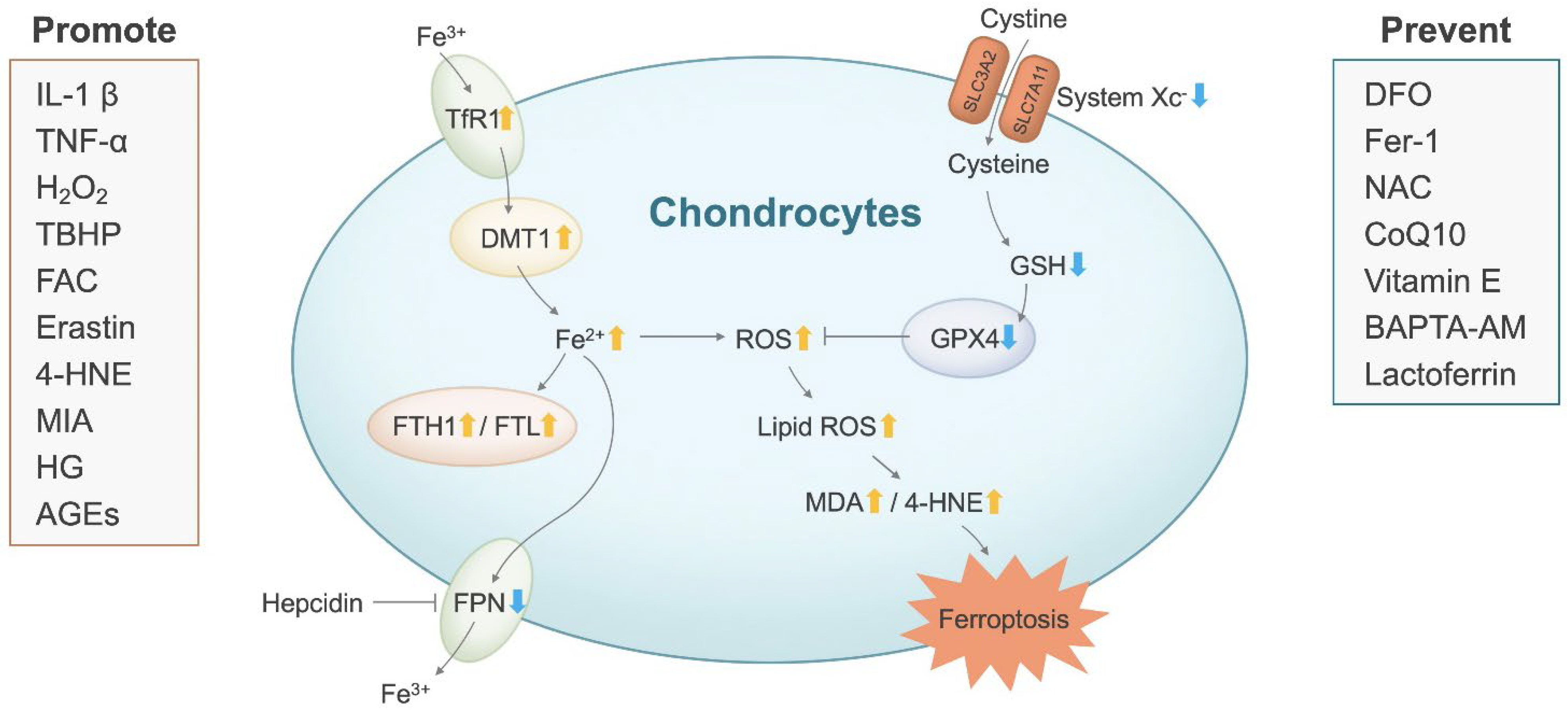 Antioxidants 11 01668 g003 Antioxidants 11 01668 g003
