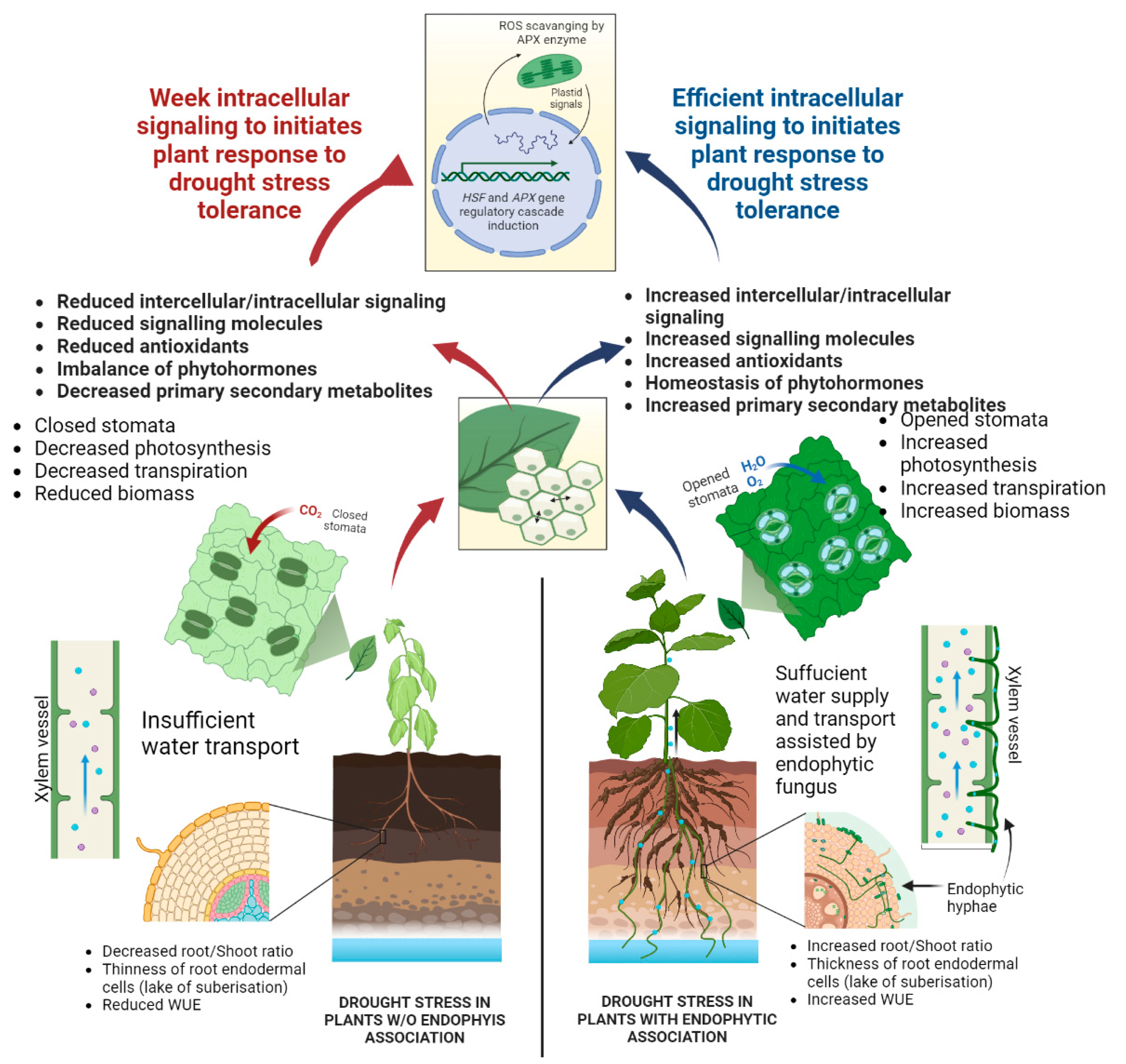 Frontiers  Effects of Flooding and Endogenous Hormone on the Formation of  Knee Roots in Taxodium ascendens