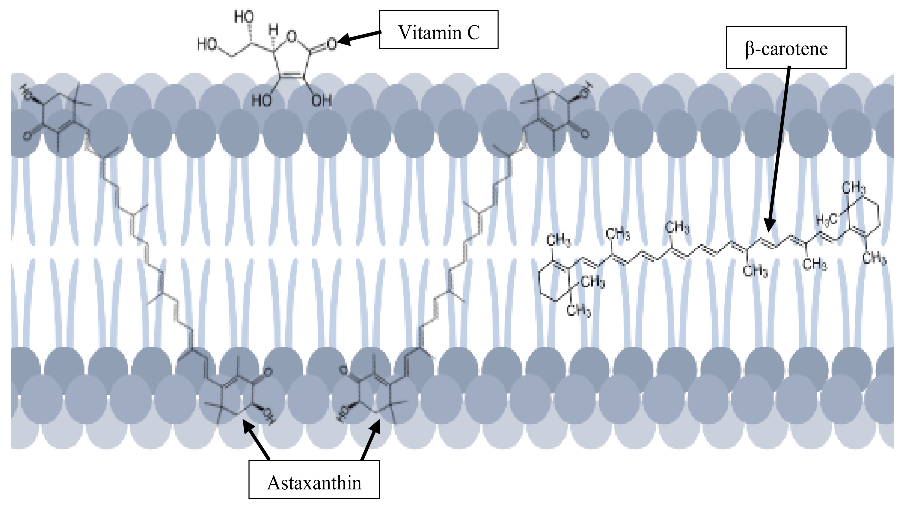 Antioxidants 11 01676 g003