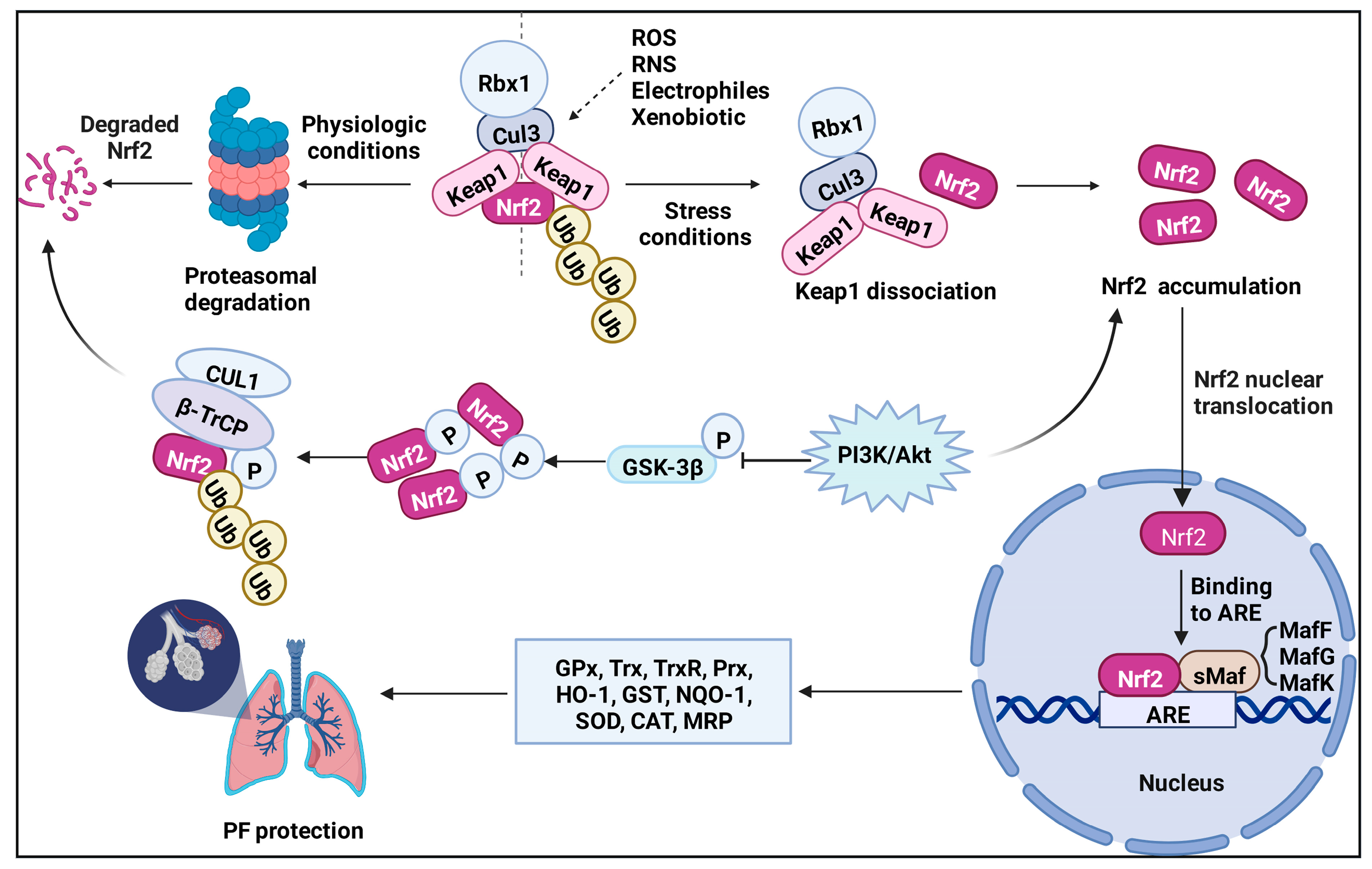 Antioxidants 11 01685 g003