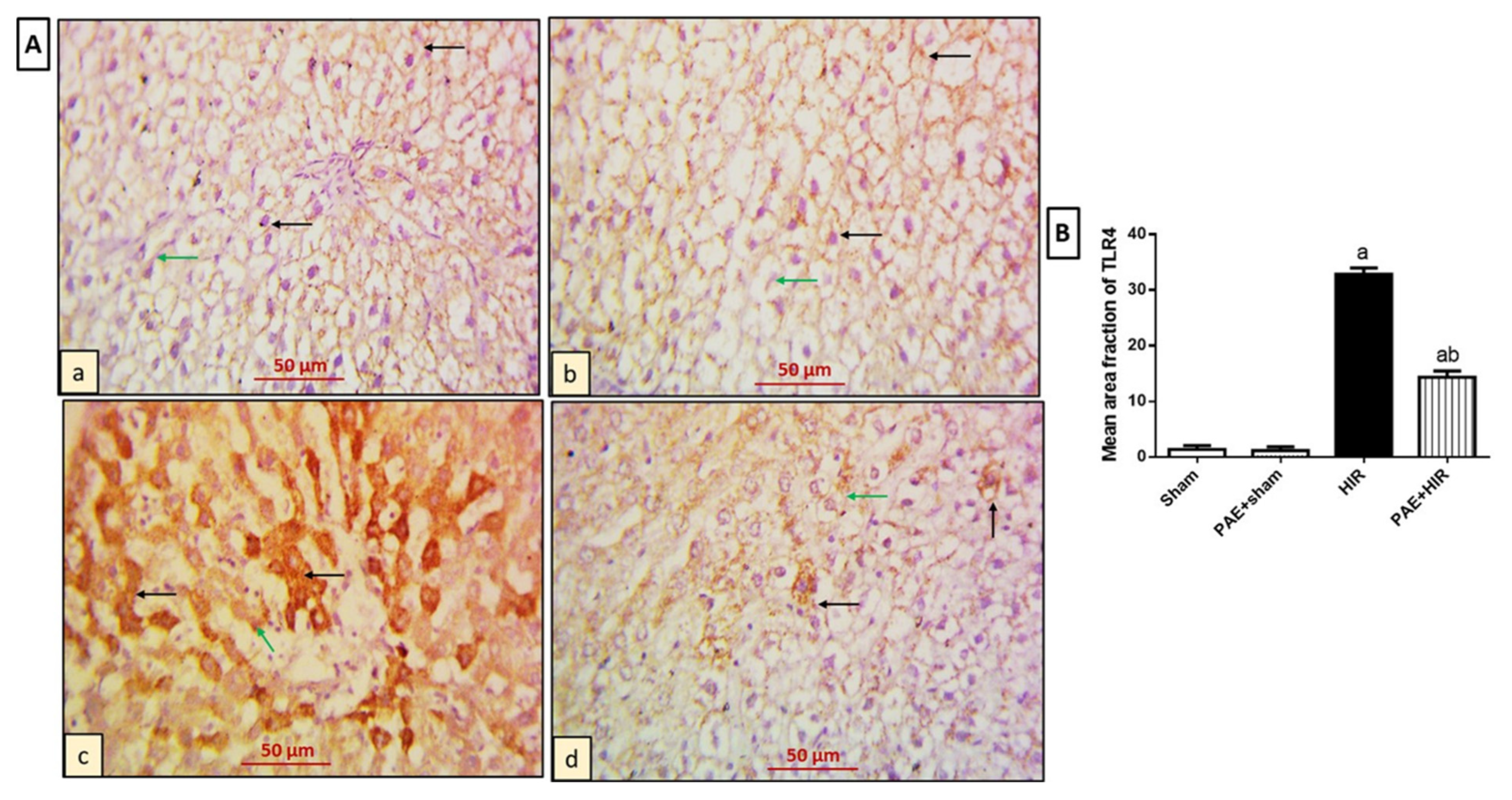 Antioxidants 11 01687 g005