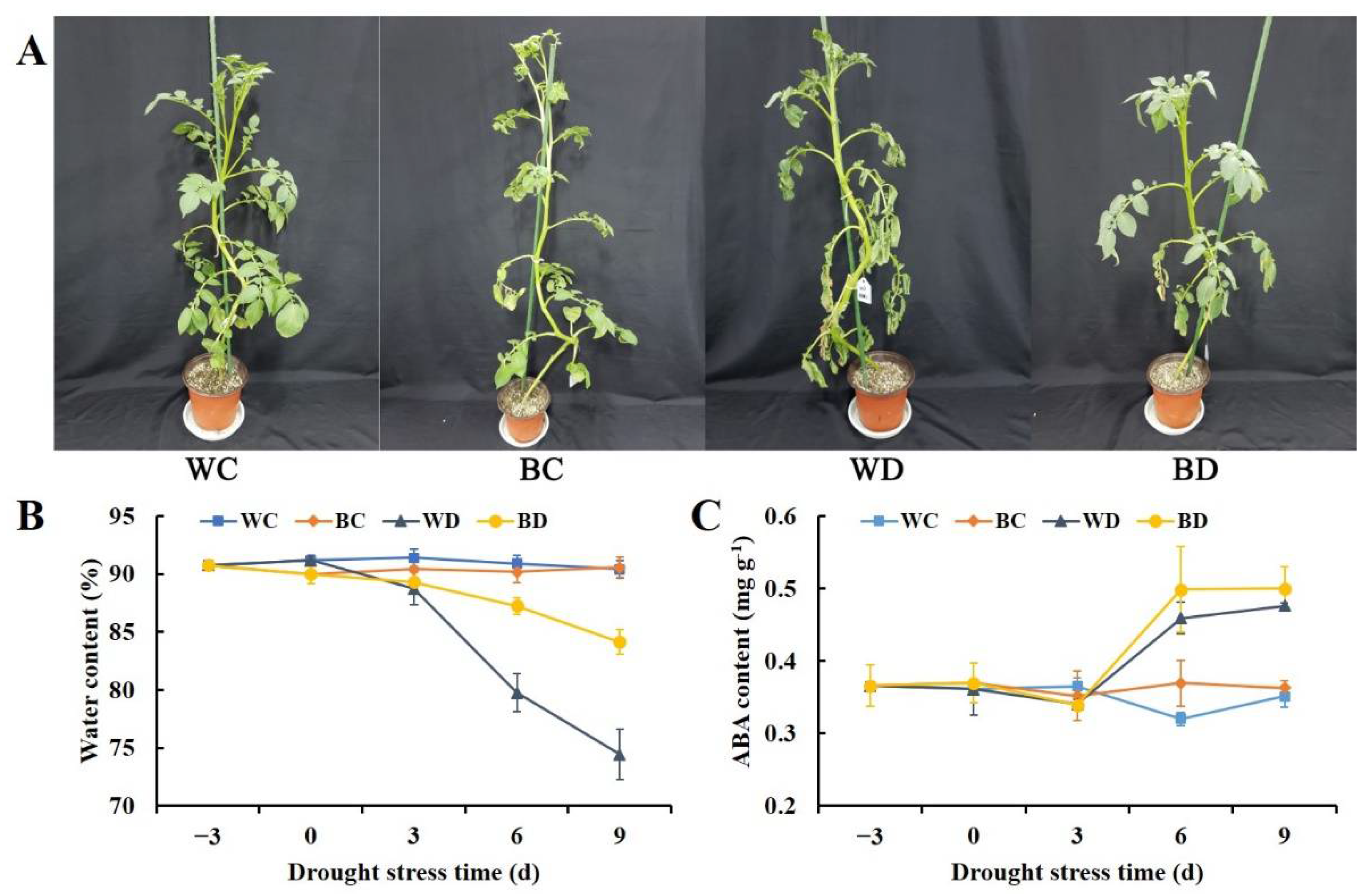 SMART Physiological and Comparative Transcriptome Analysis Reveals