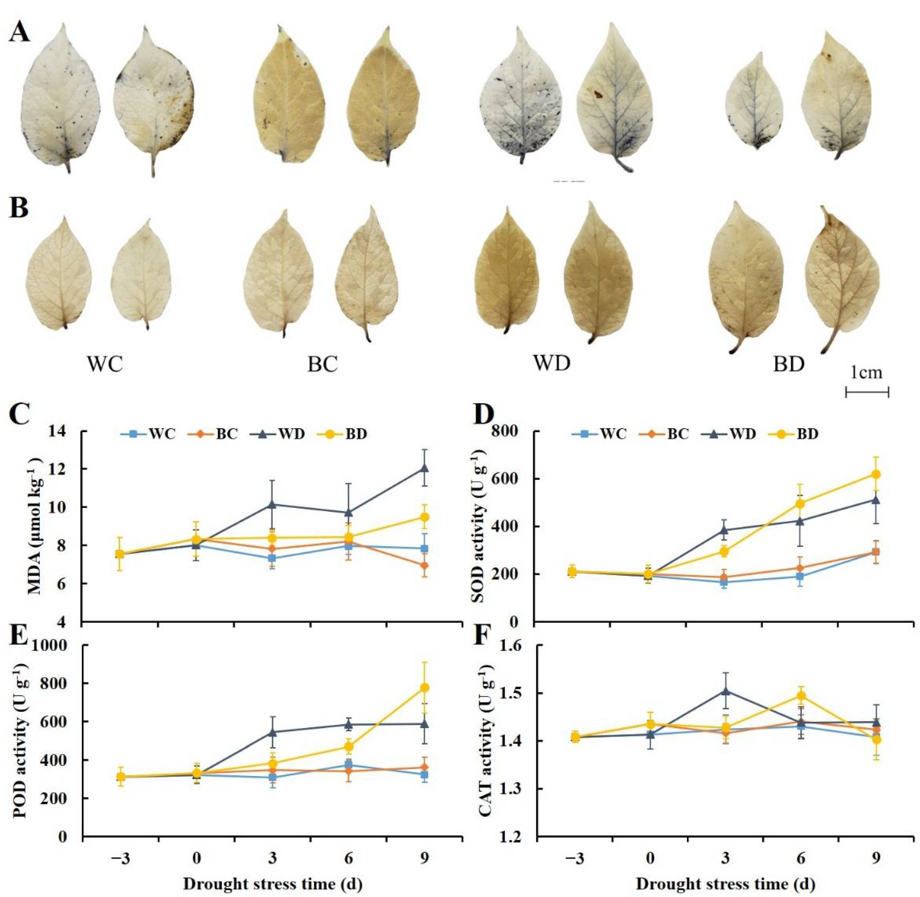 Antioxidants 11 01701 g003 550