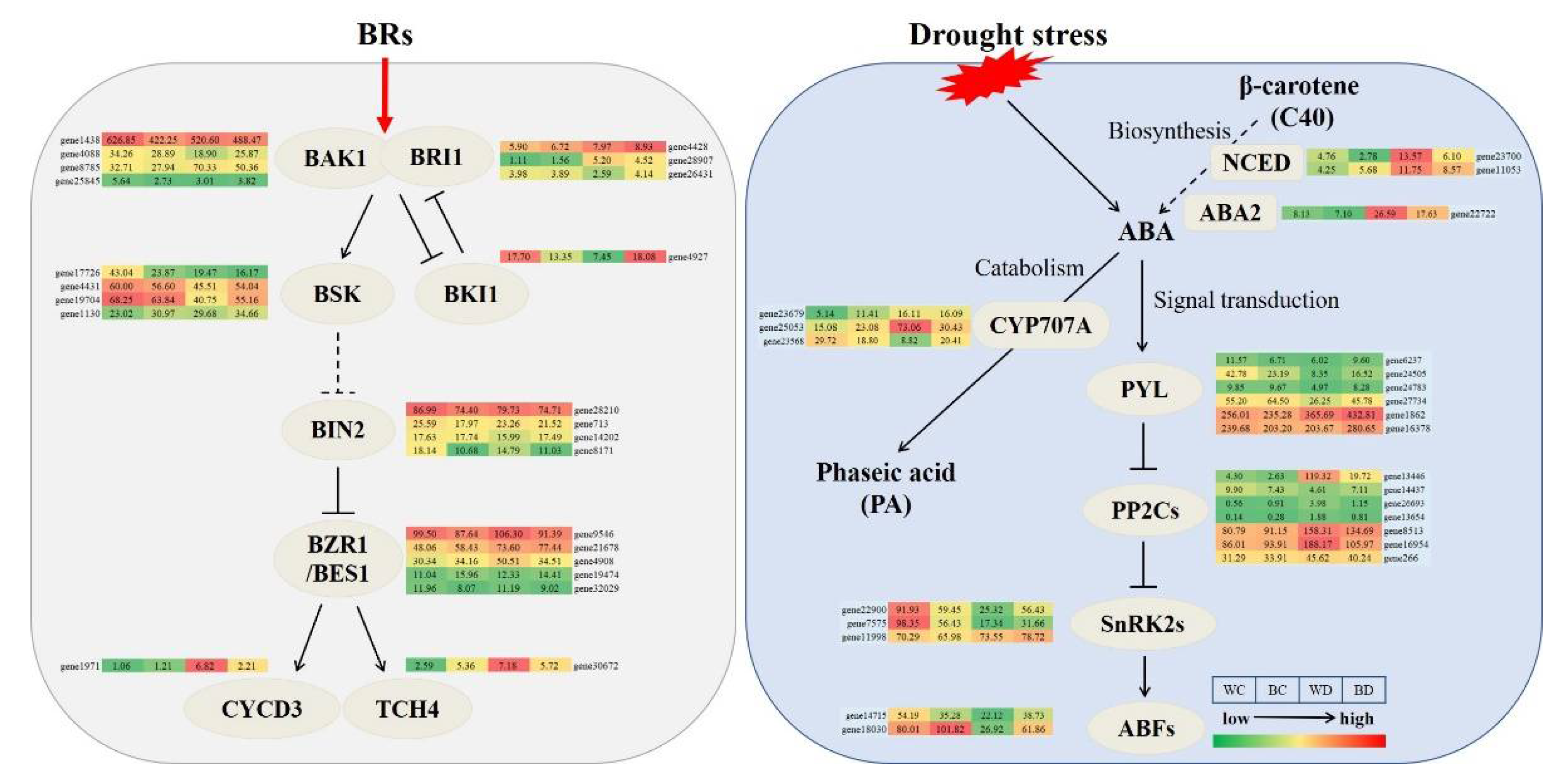 Antioxidants | Free Full-Text | Physiological and Comparative 