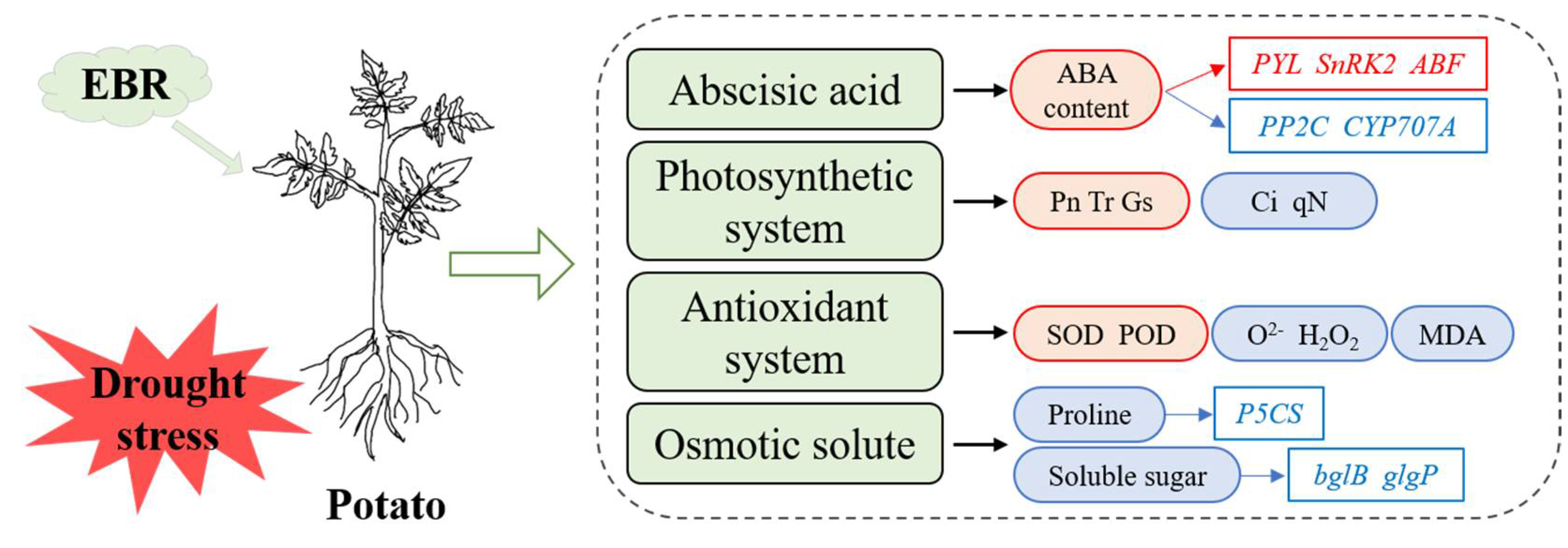 Antioxidants 11 01701 g010 550