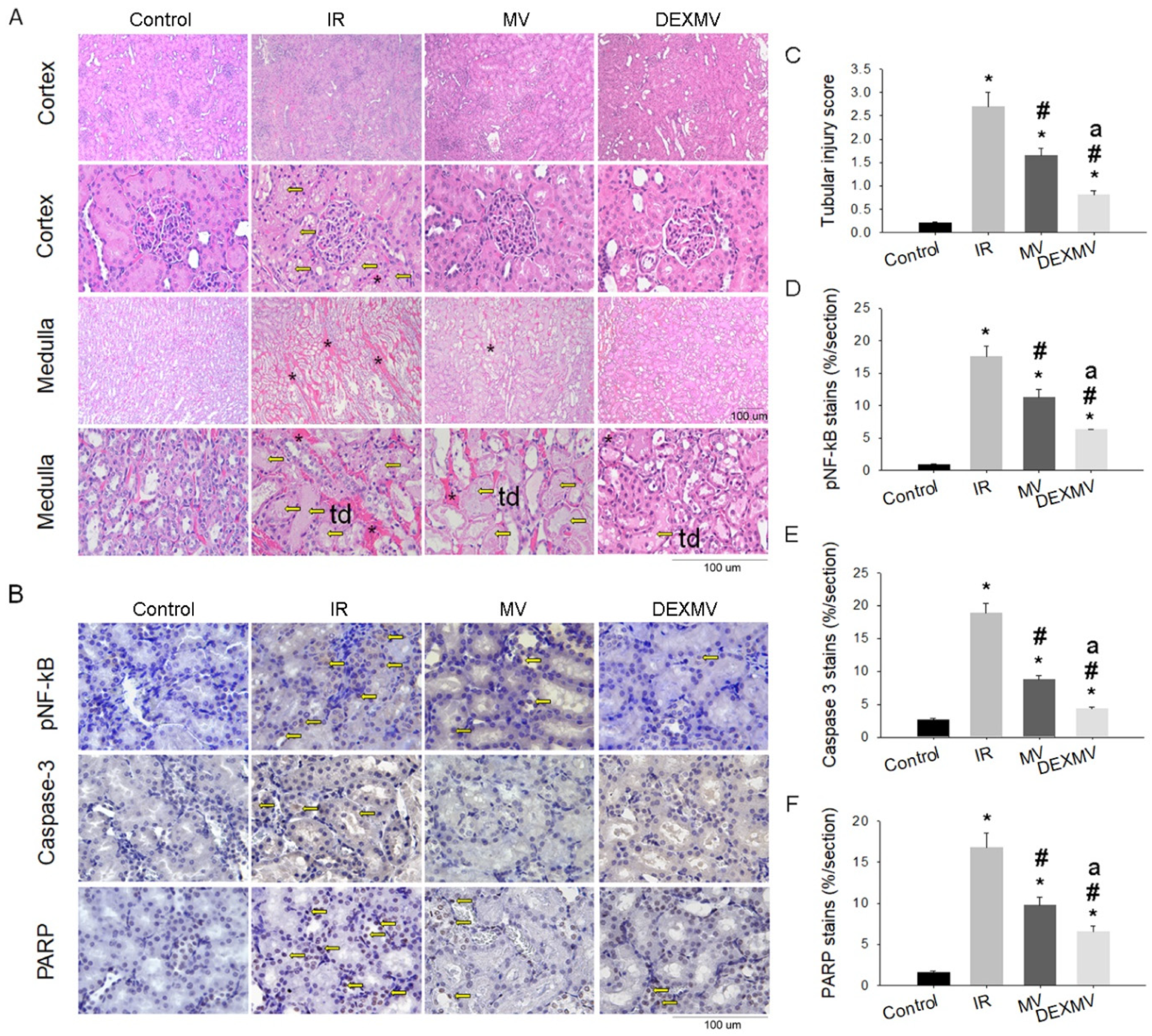 Antioxidants 11 01702 g004