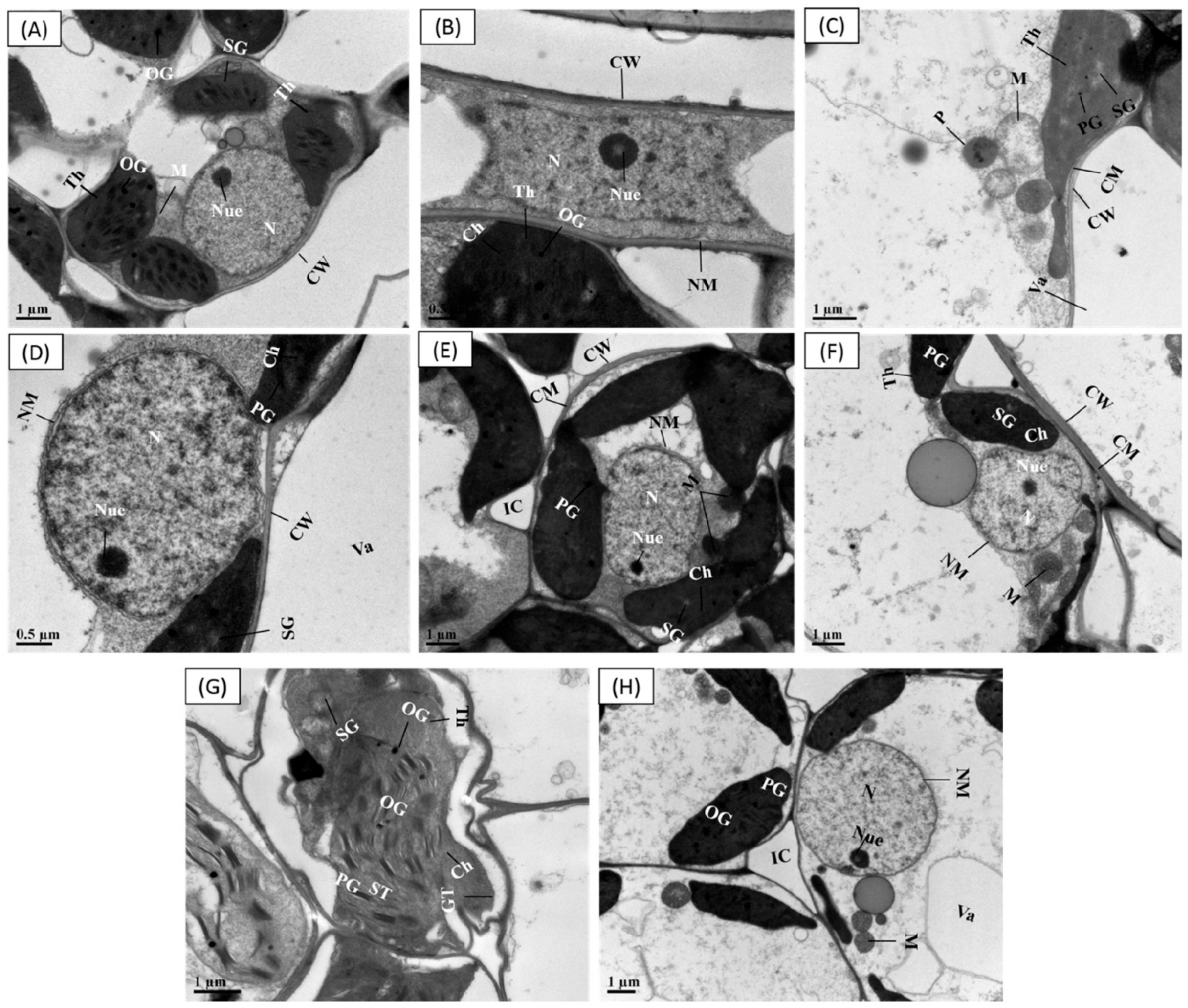 Antioxidants 11 01704 g006