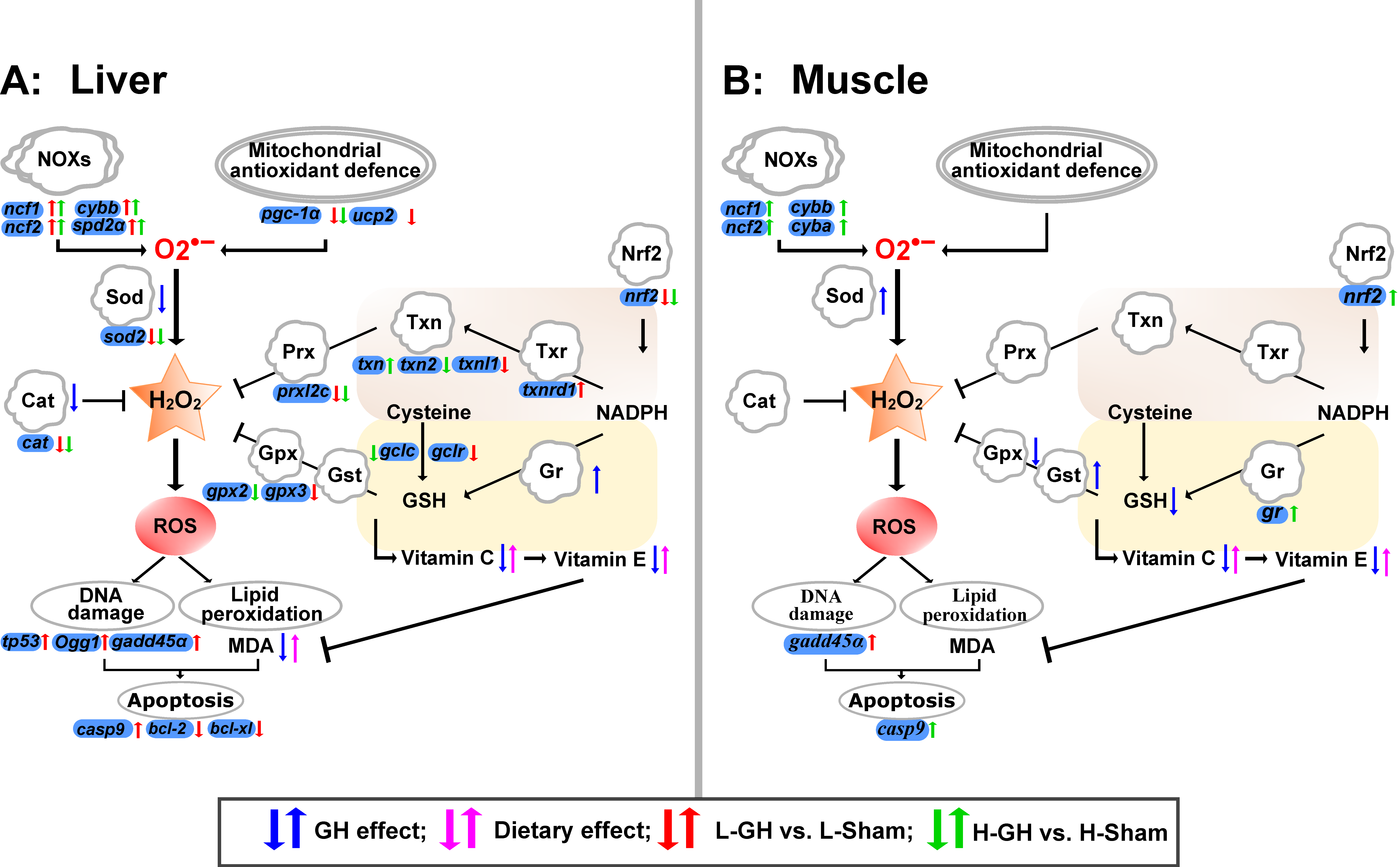 Antioxidants 11 01708 g009 Antioxidants 11 01708 g009