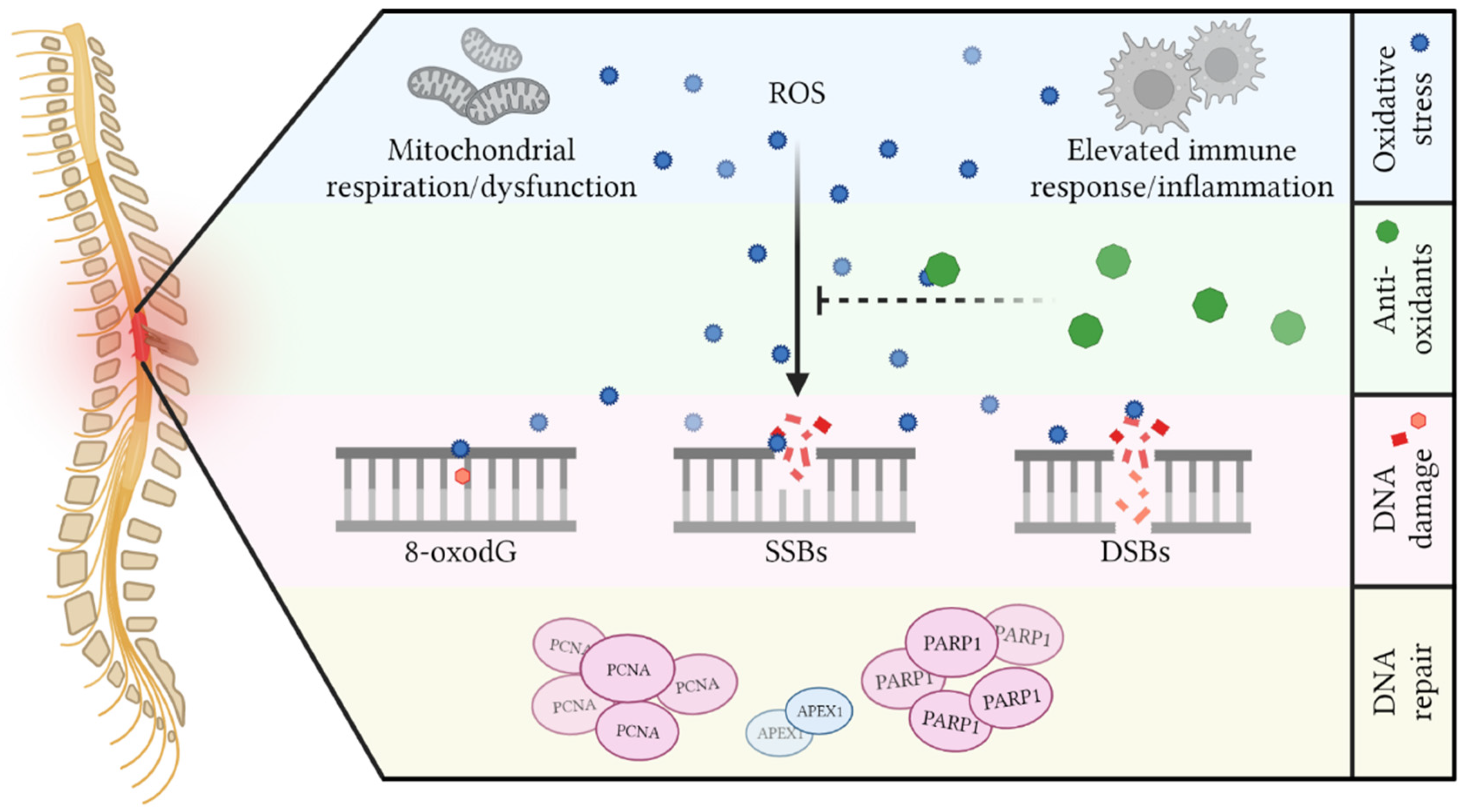 Antioxidants 11 01728 g005