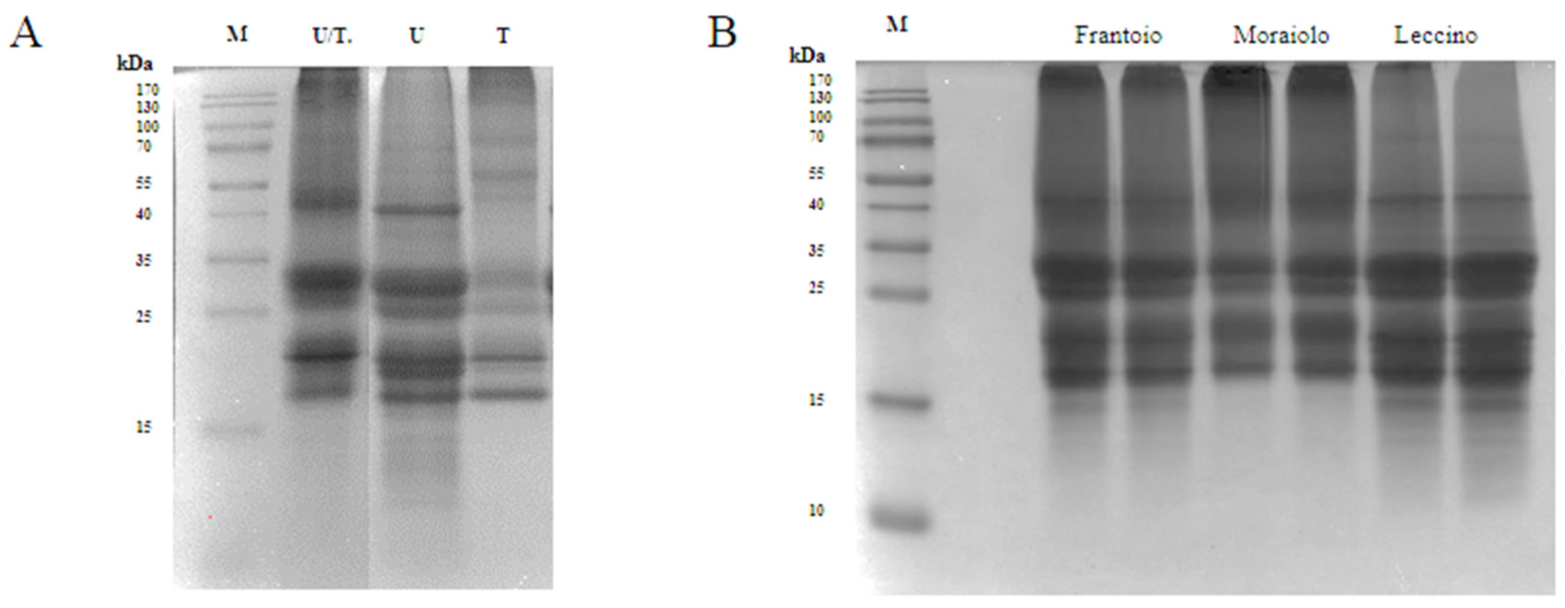 Antioxidants 11 01730 g001