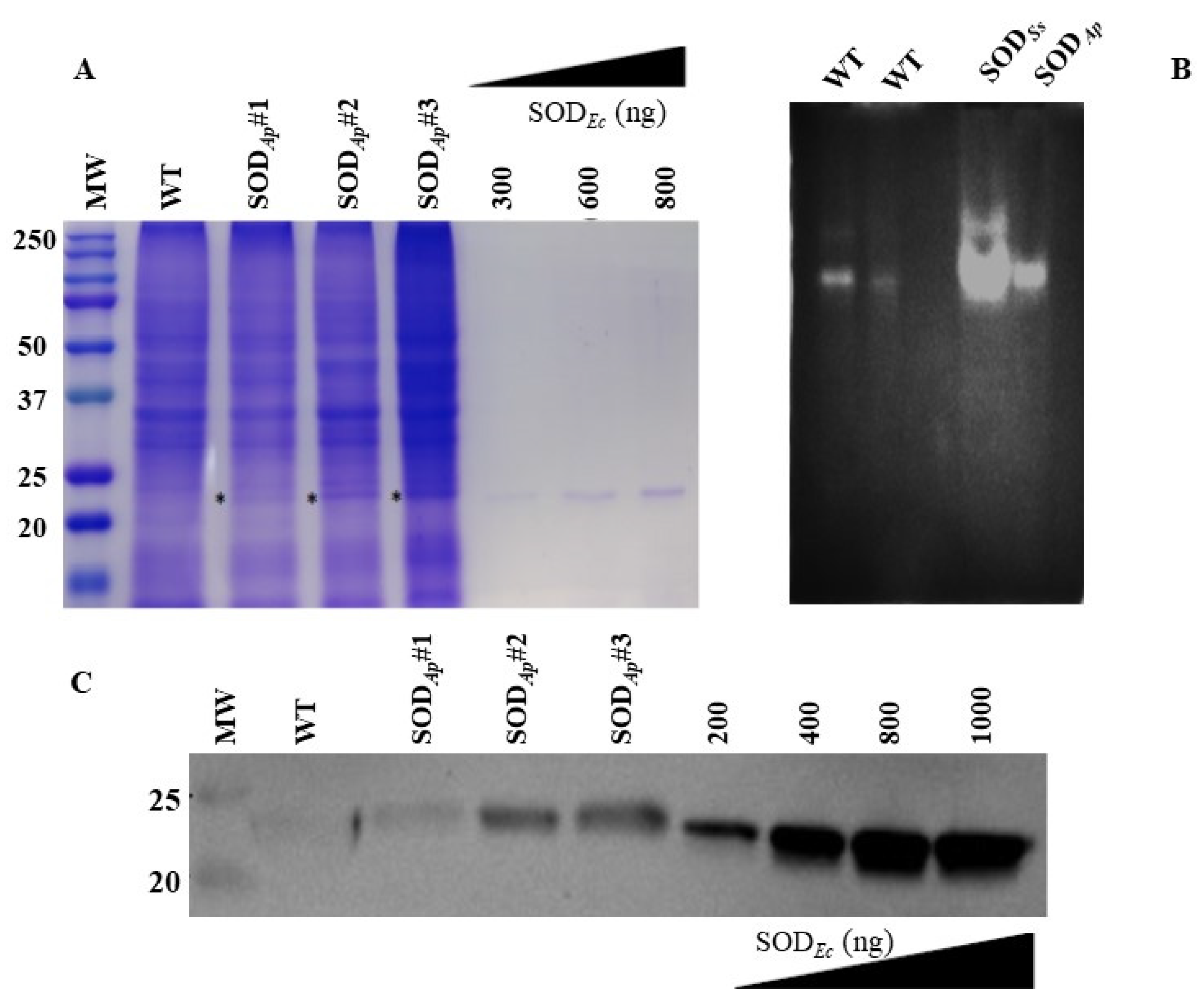 Antioxidants 11 01731 g002