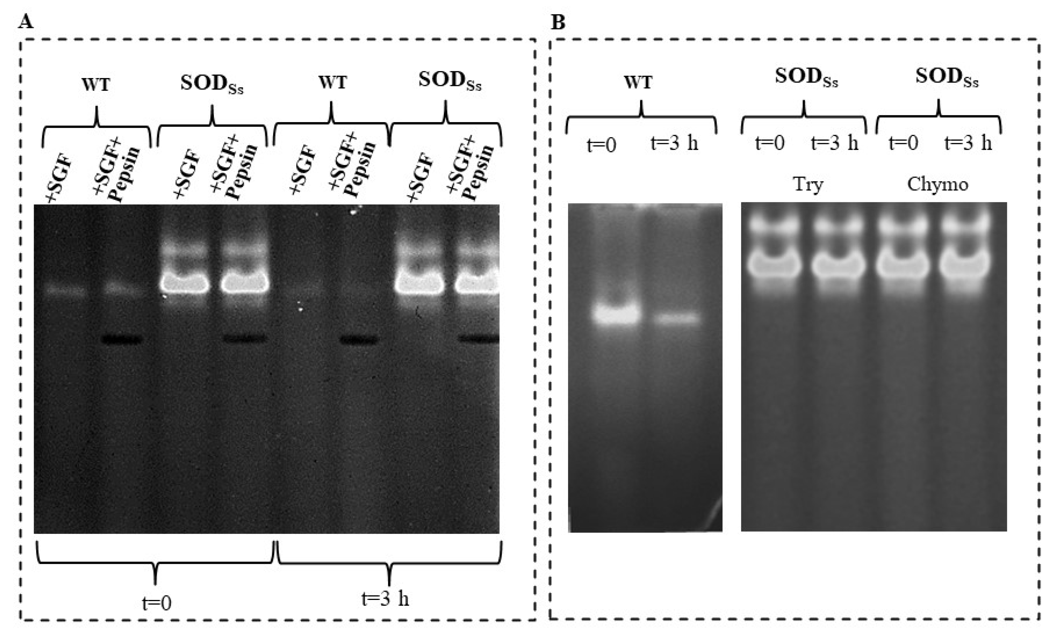 Antioxidants 11 01731 g005