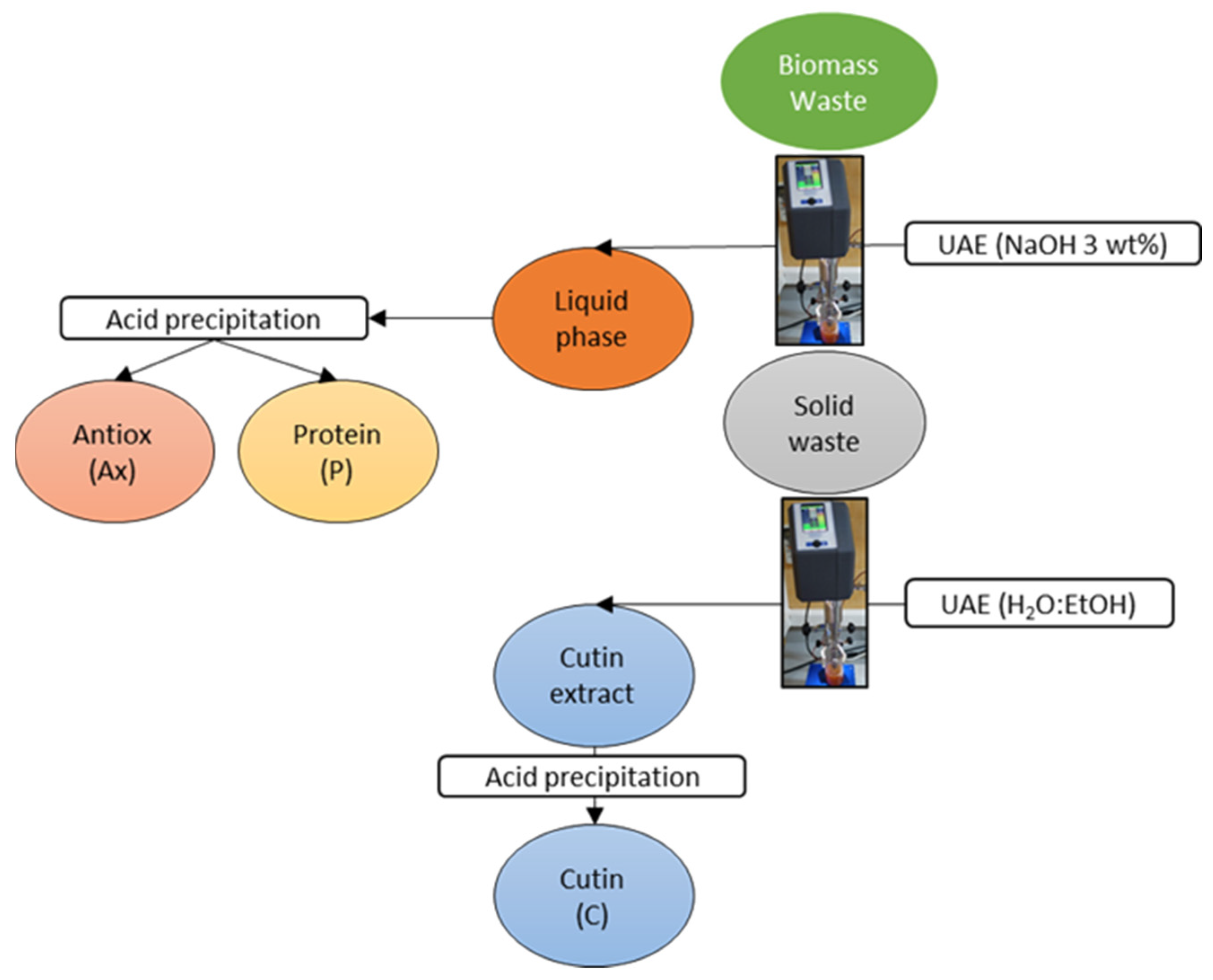 Antioxidants 11 01739 g001