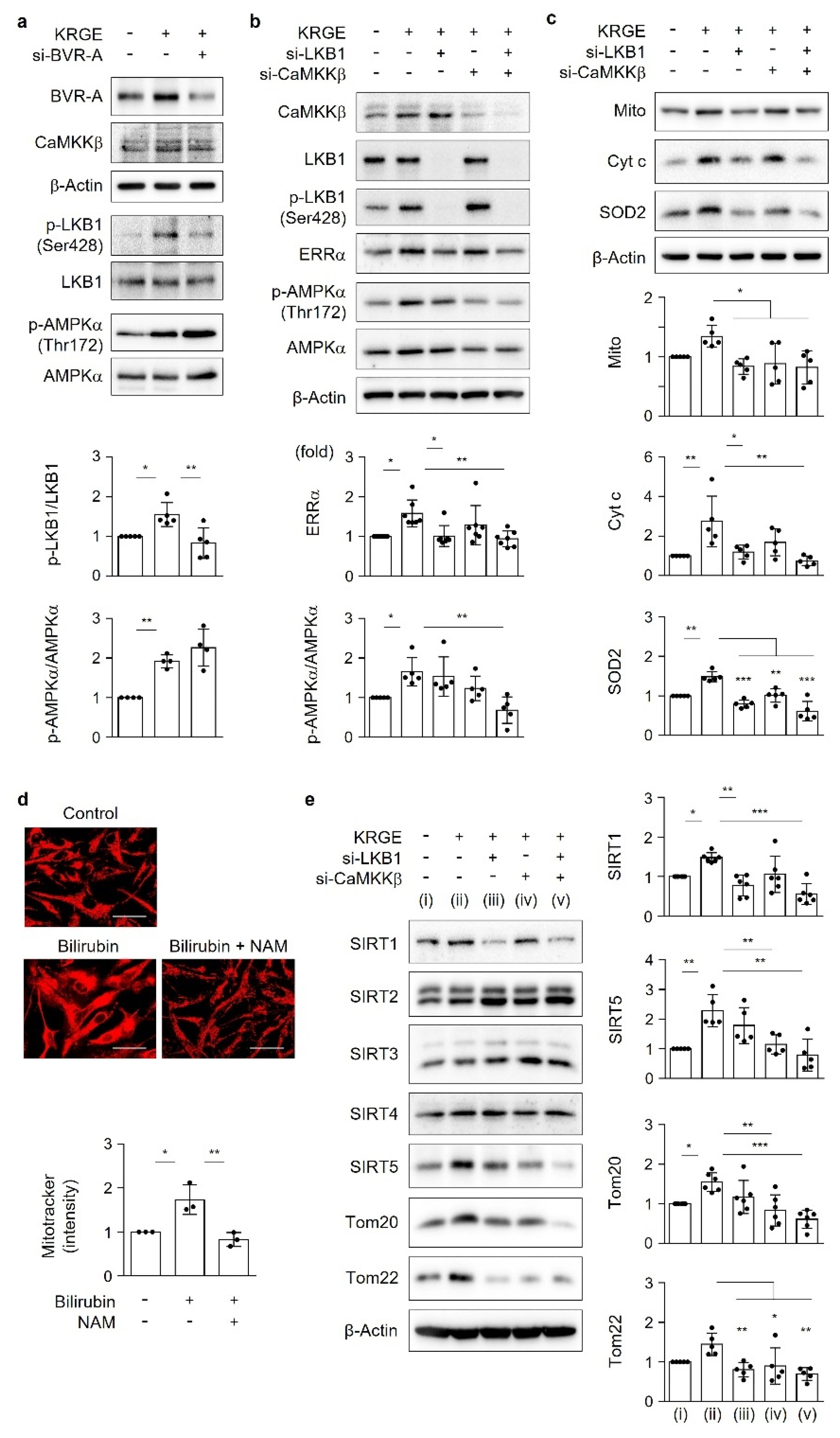 Antioxidants 11 01742 g004