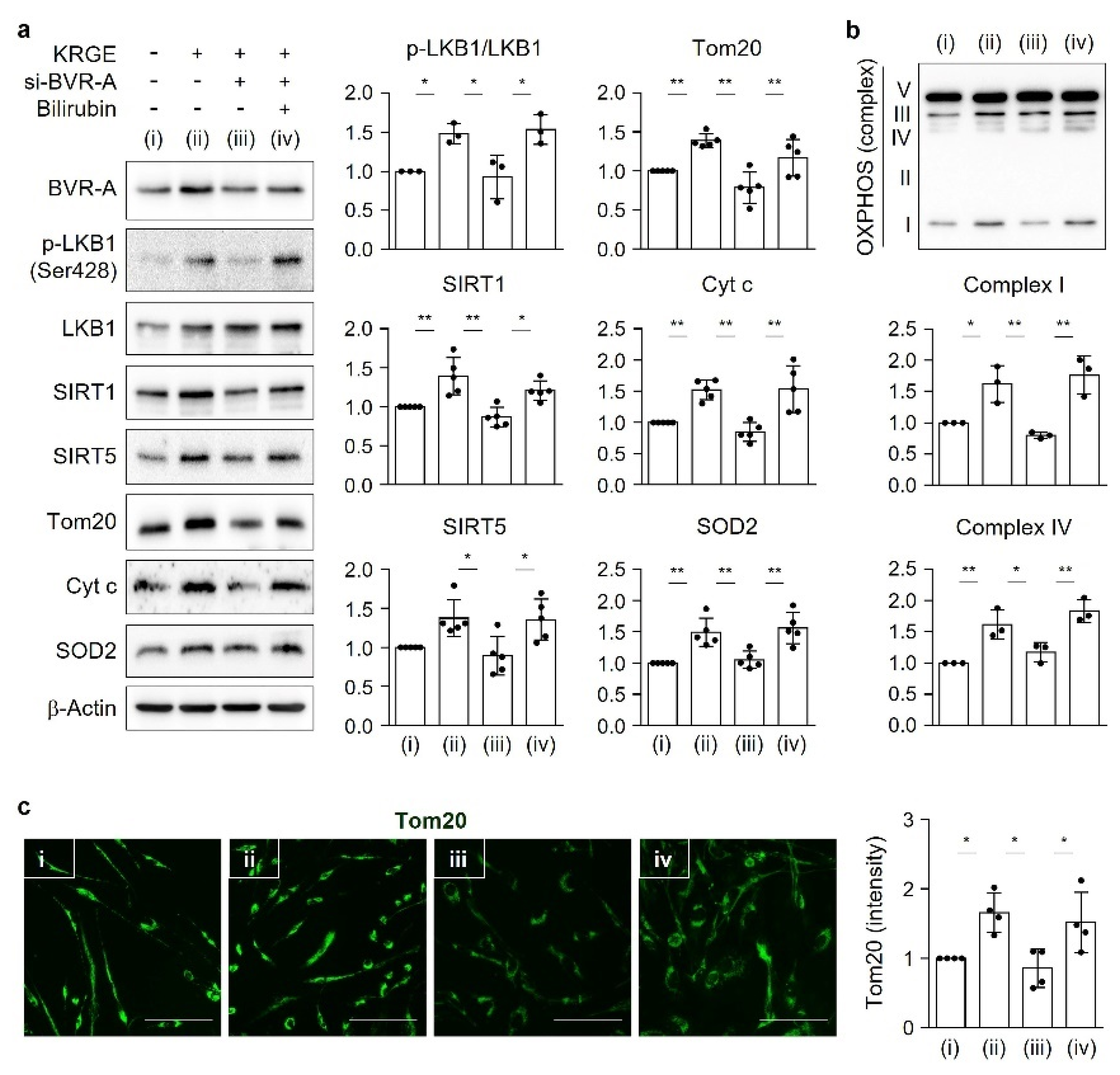 Antioxidants 11 01742 g006