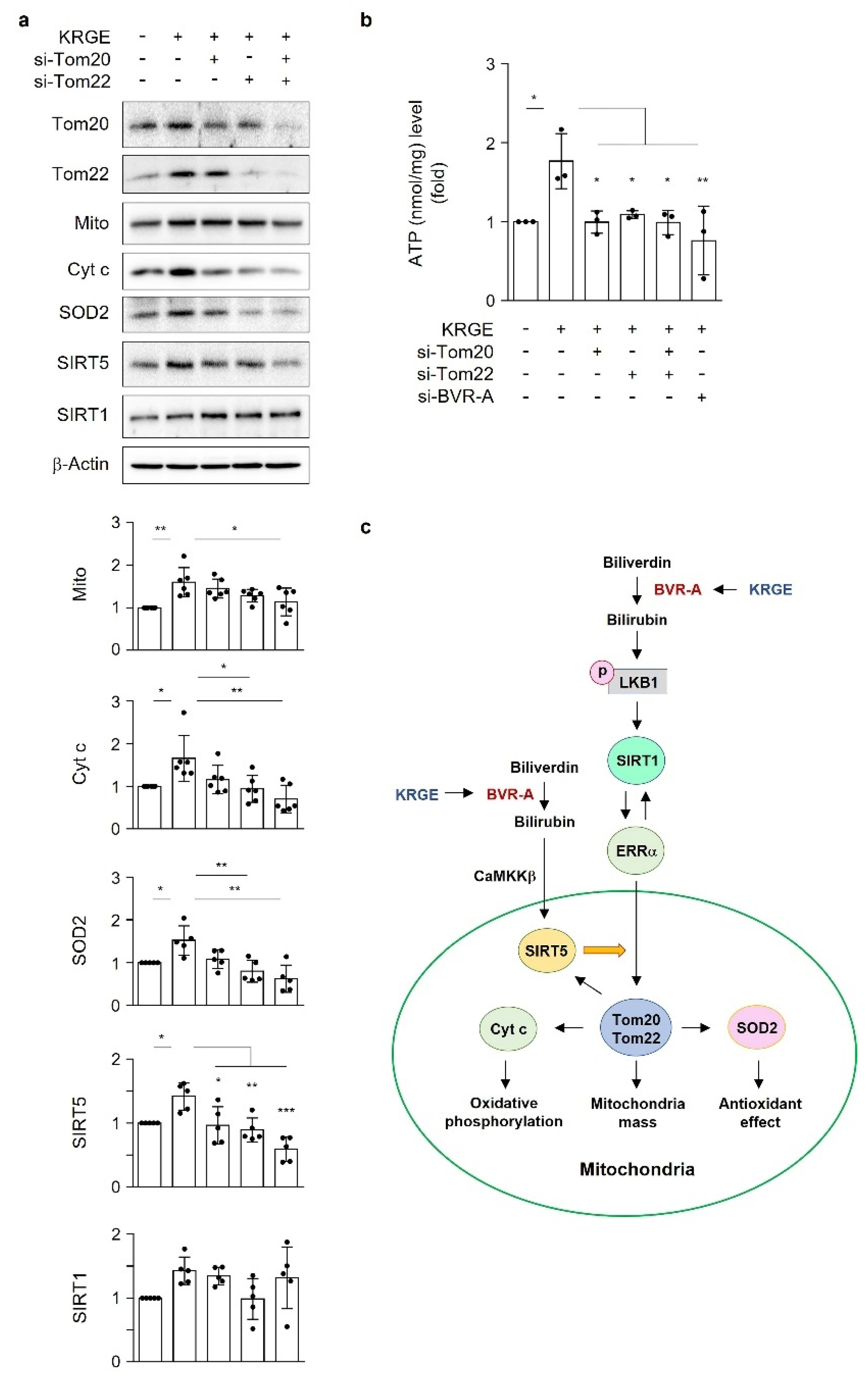 Antioxidants 11 01742 g007