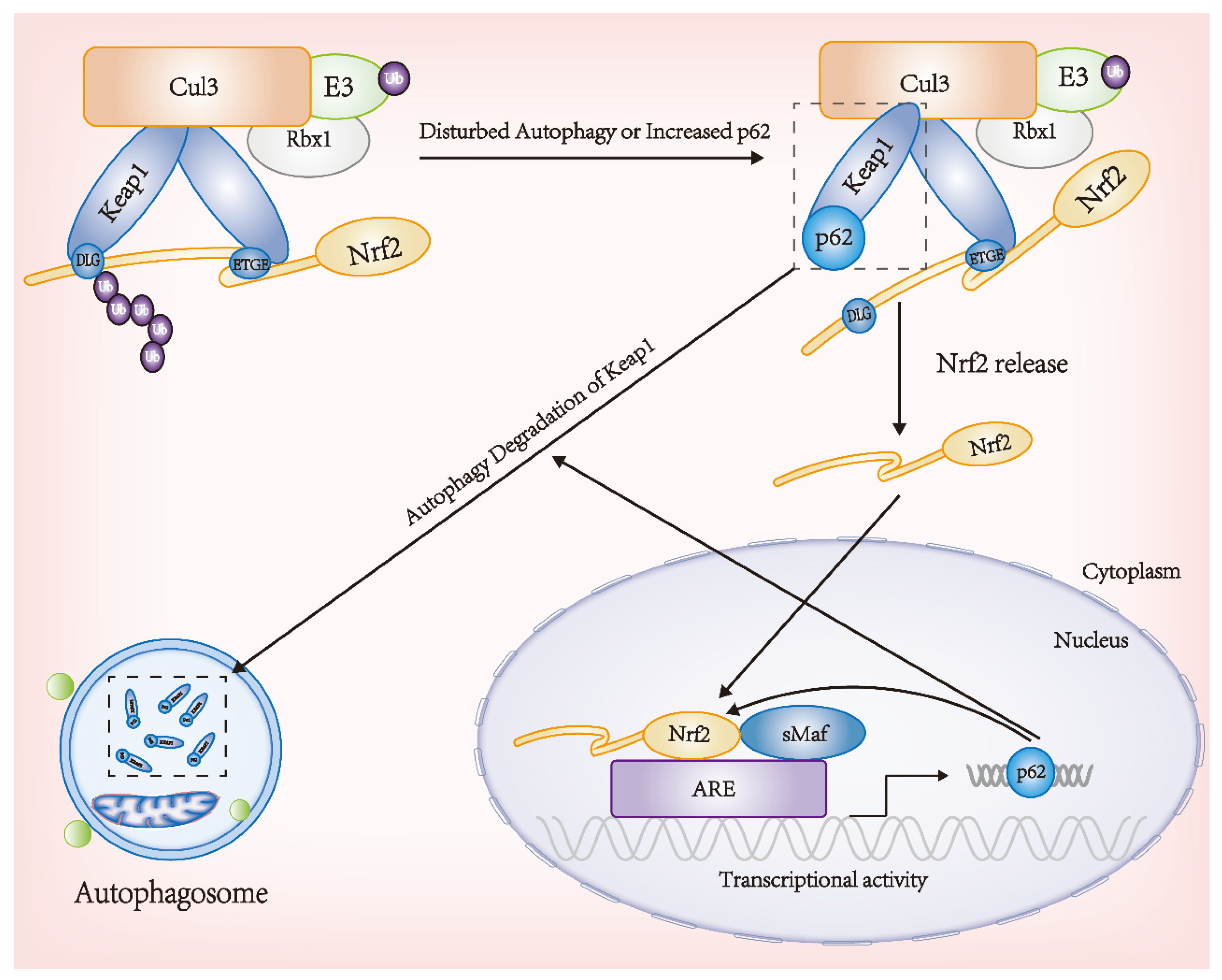 Antioxidants 11 01747 g004 550