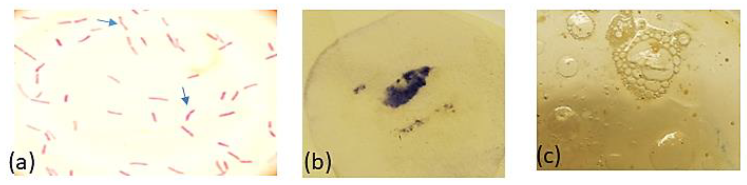 Antioxidants 11 01752 g003 Antioxidants 11 01752 g003