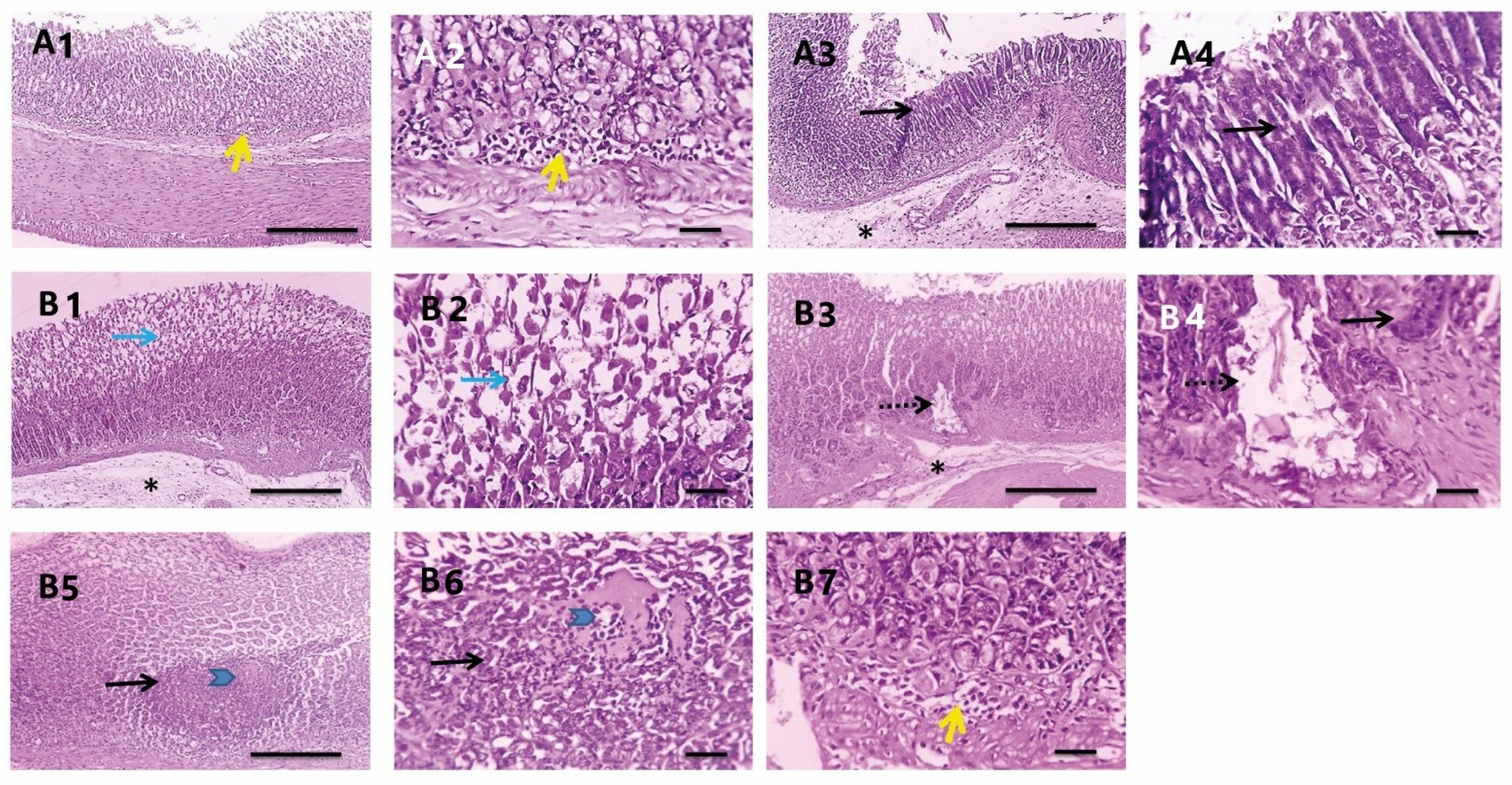 Antioxidants 11 01752 g008 Antioxidants 11 01752 g008