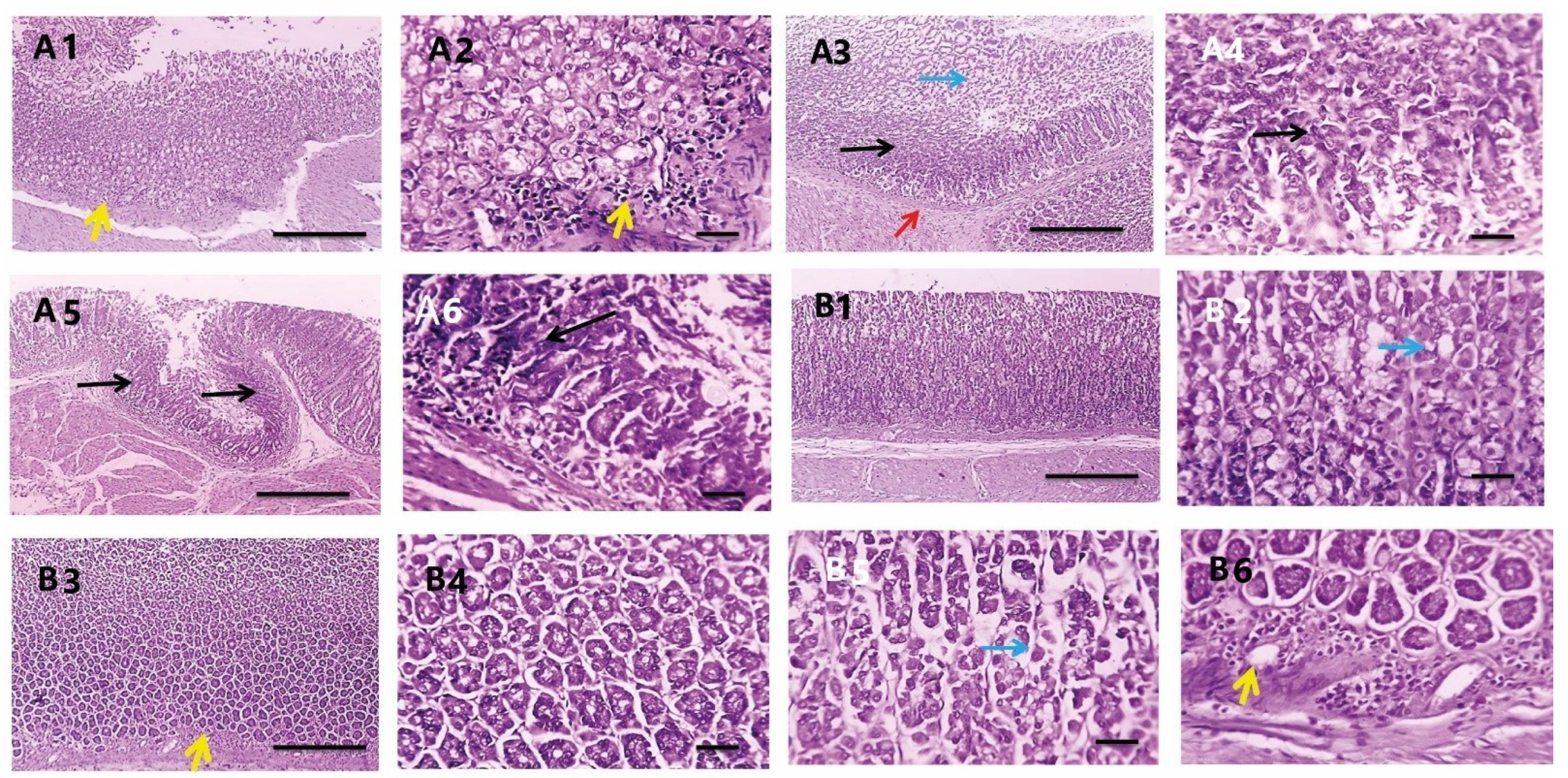Antioxidants 11 01752 g009 Antioxidants 11 01752 g009