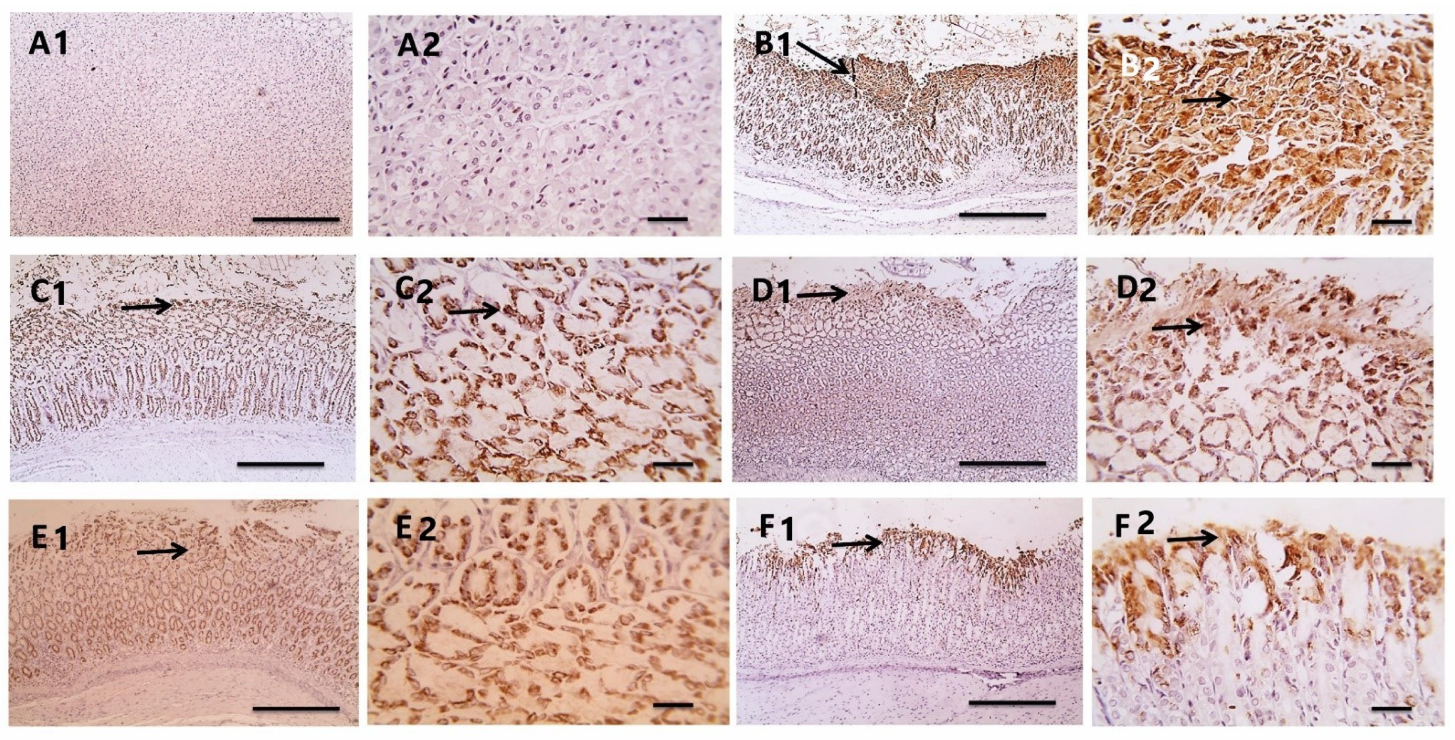 Antioxidants 11 01752 g010 Antioxidants 11 01752 g010
