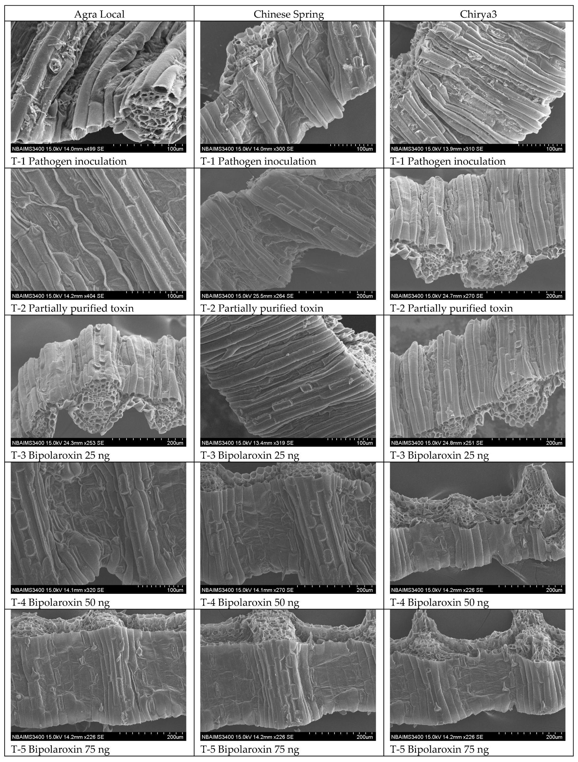 Antioxidants 11 01754 g015a Antioxidants 11 01754 g015a
