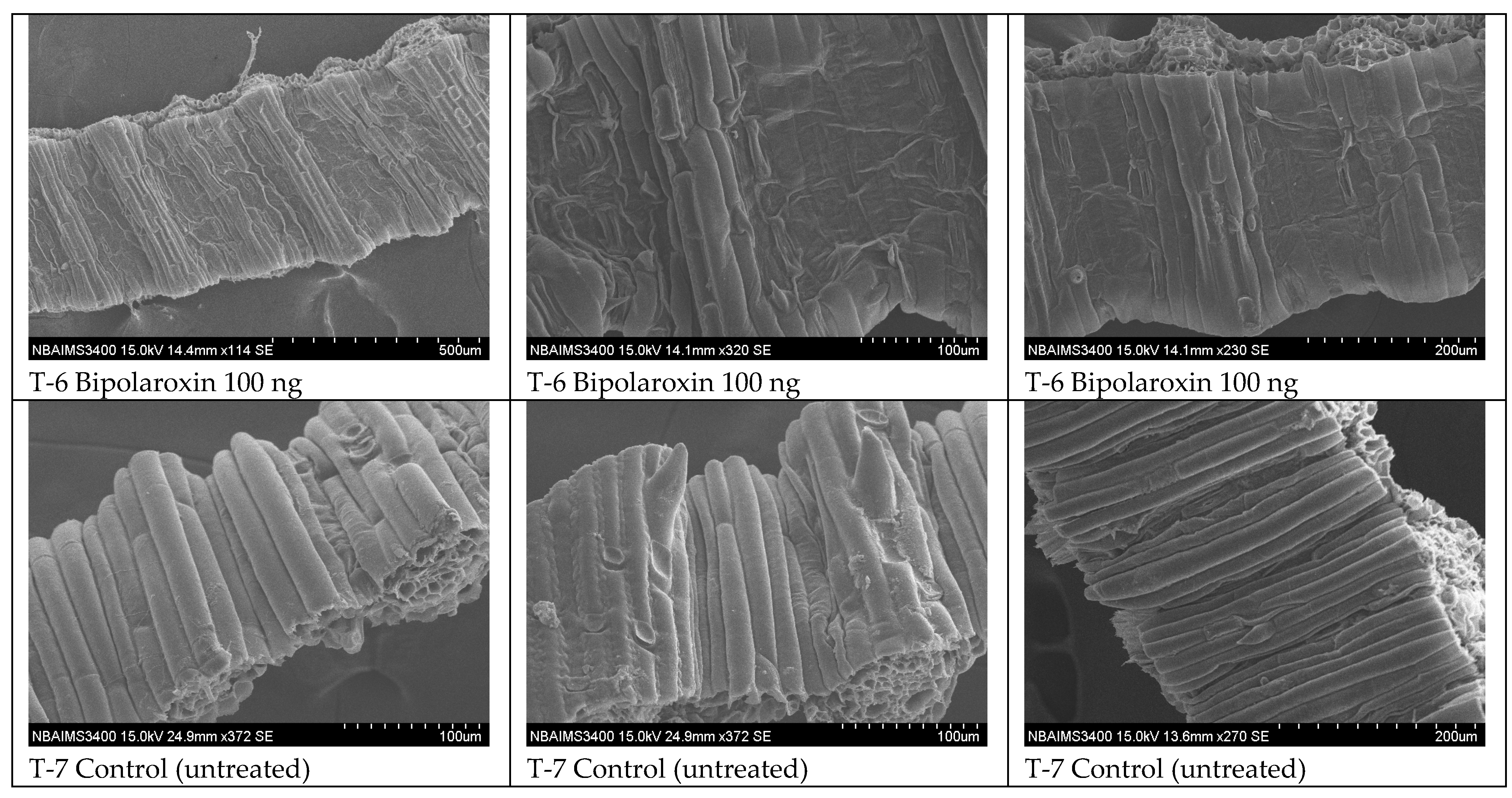 Antioxidants 11 01754 g015b Antioxidants 11 01754 g015b